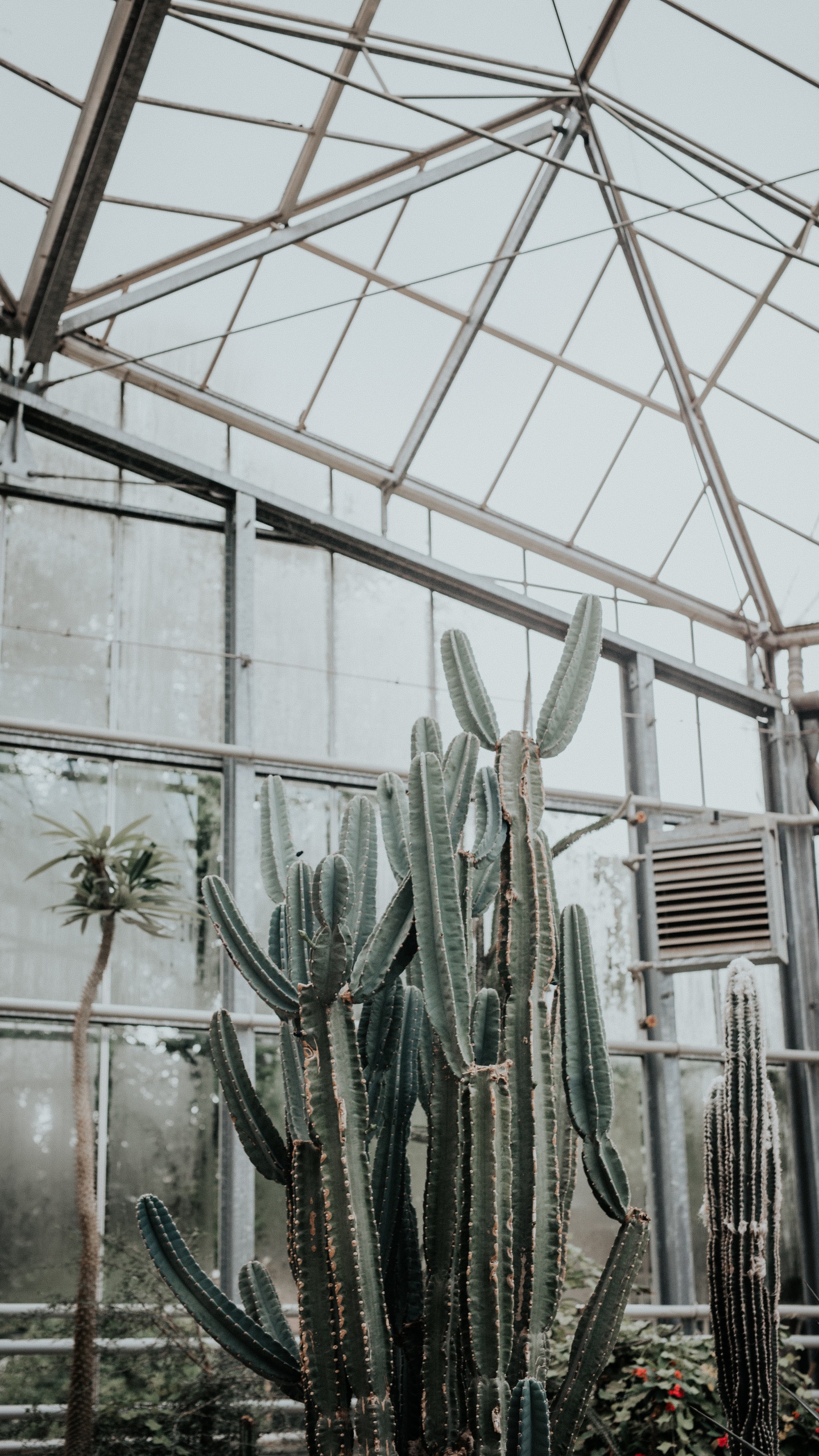 Cactus Plants Inside Greenhouse During Daytime. Wallpaper in 1440x2560 Resolution