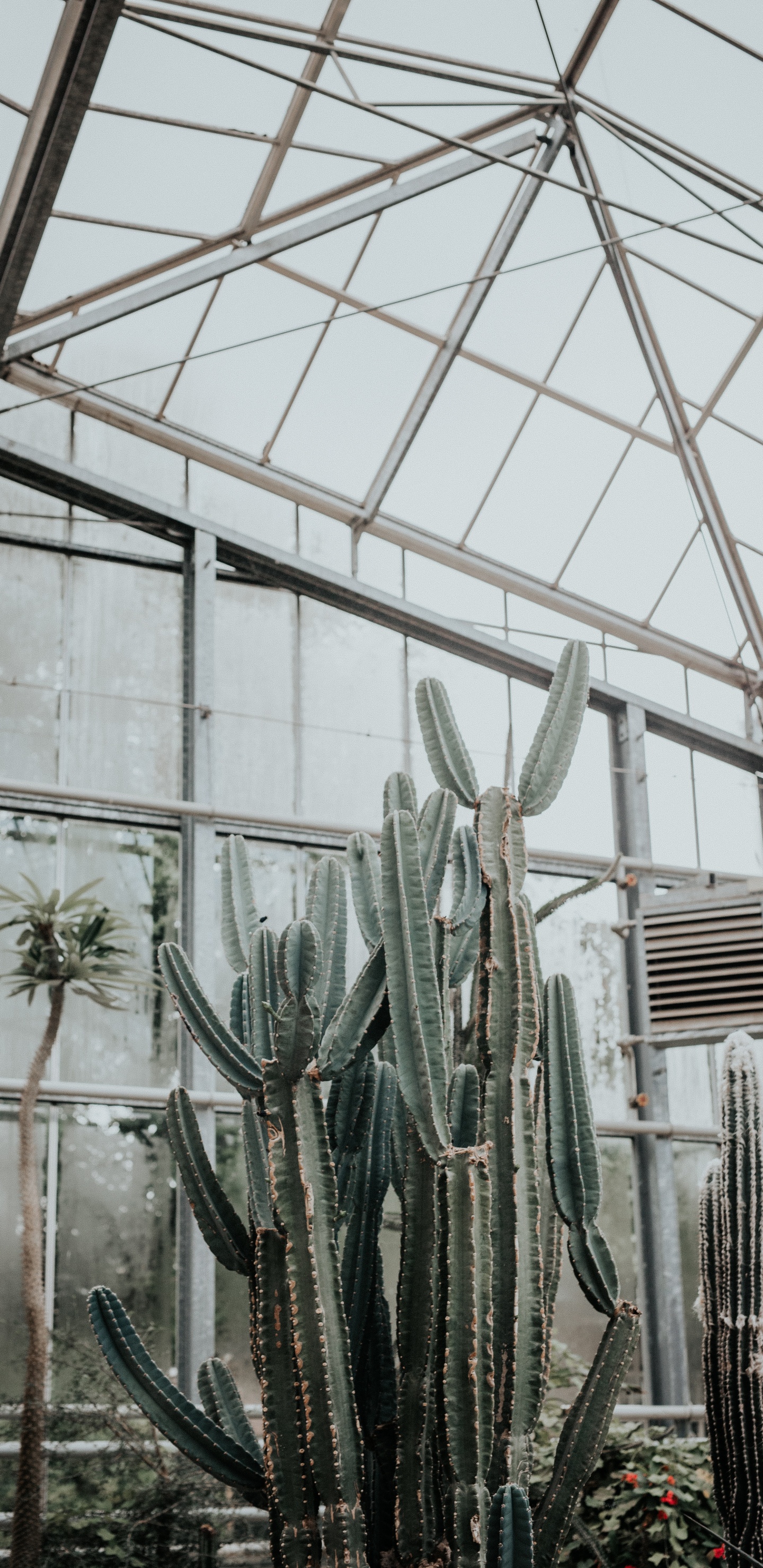 Cactus Plants Inside Greenhouse During Daytime. Wallpaper in 1440x2960 Resolution