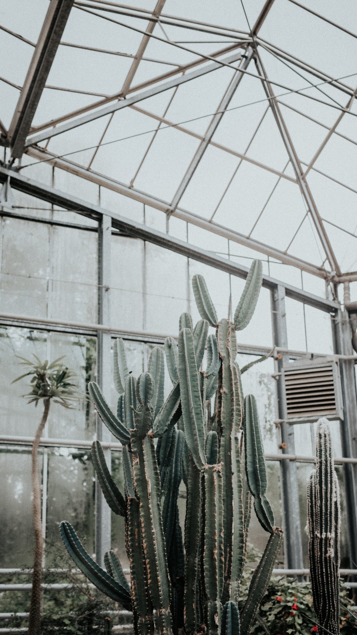 Cactus Plants Inside Greenhouse During Daytime. Wallpaper in 720x1280 Resolution