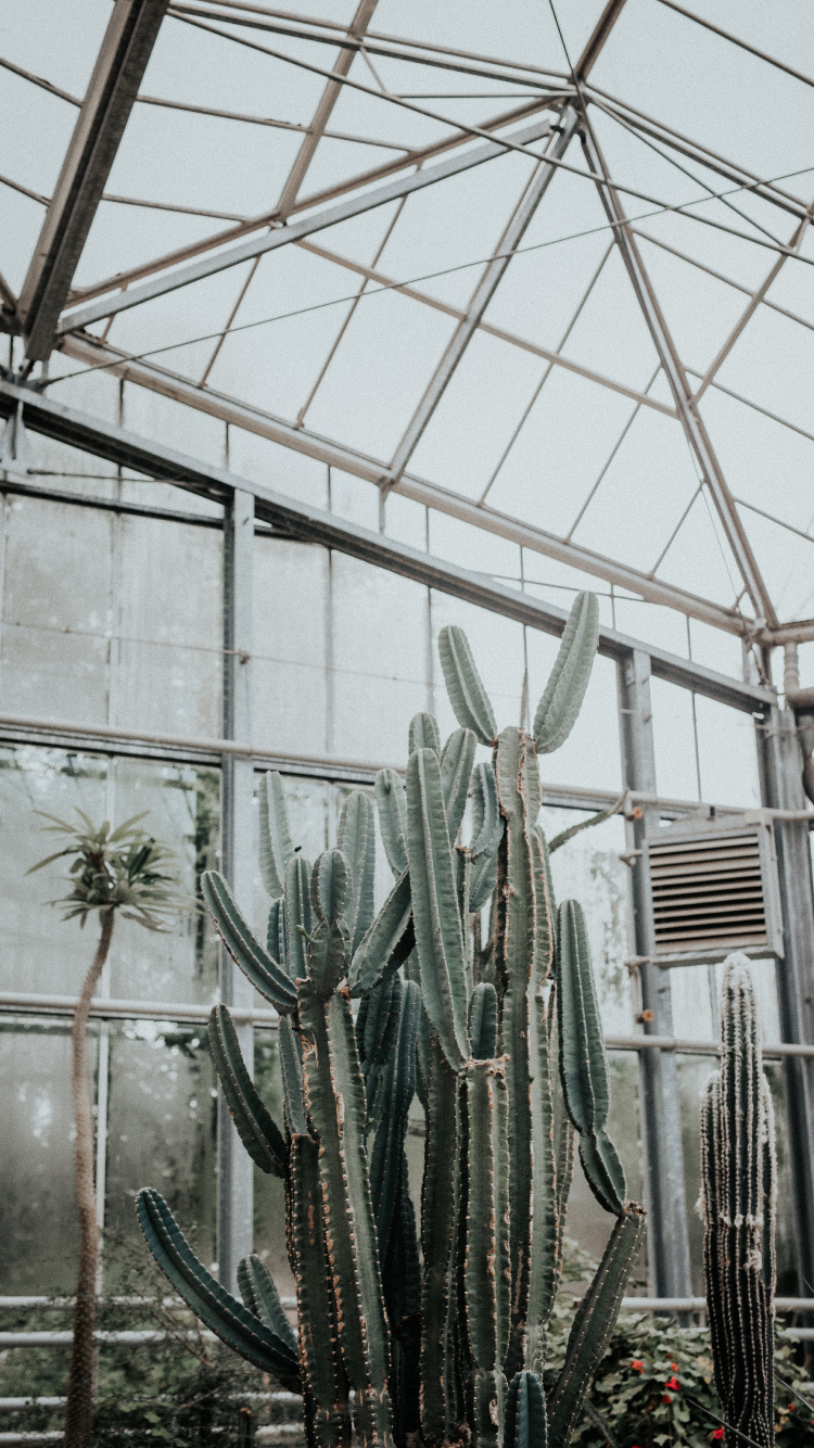 Cactus Plants Inside Greenhouse During Daytime. Wallpaper in 750x1334 Resolution