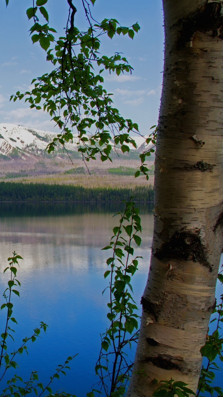 Árboles Verdes Cerca Del Lago y la Montaña Durante el Día. Wallpaper in 720x1280 Resolution