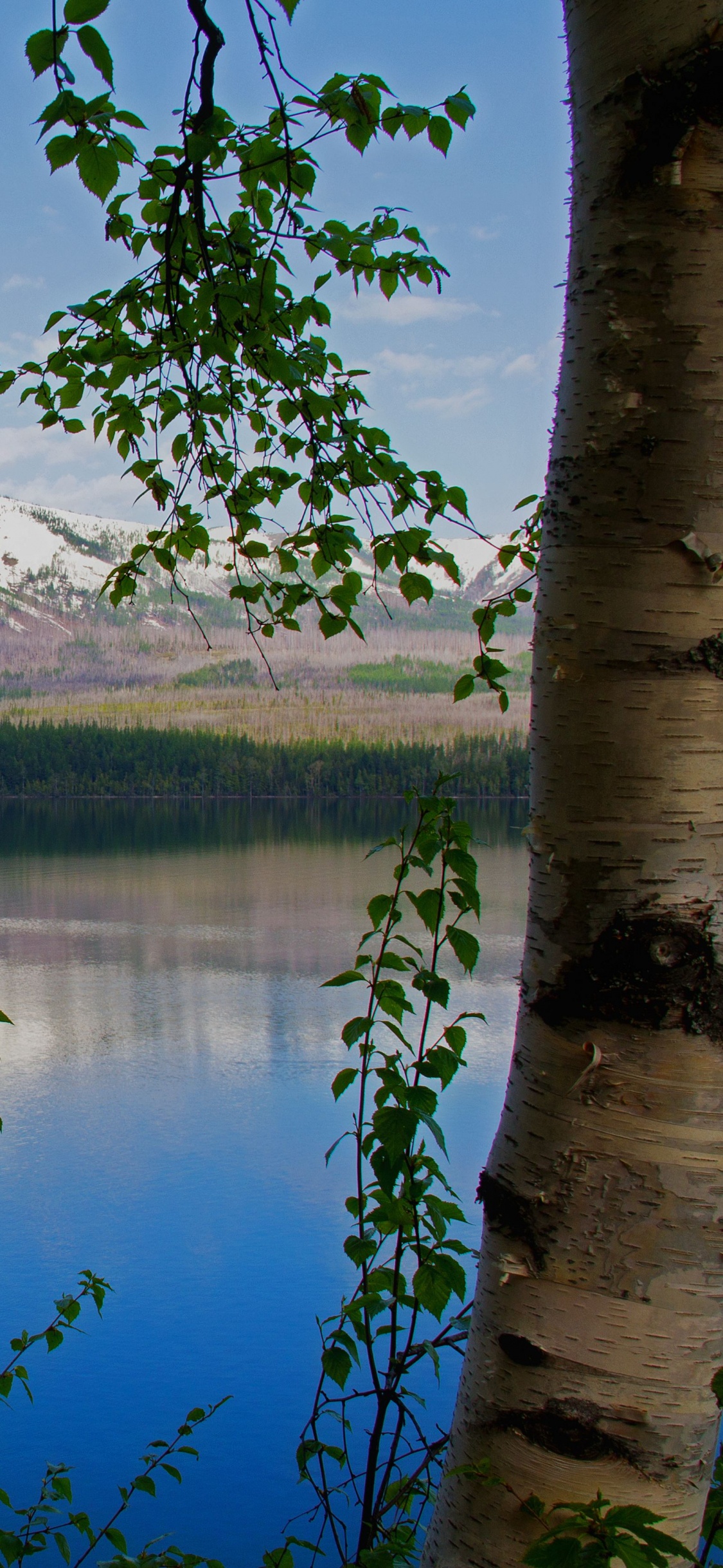 Arbres Verts Près du Lac et de la Montagne Pendant la Journée. Wallpaper in 1125x2436 Resolution