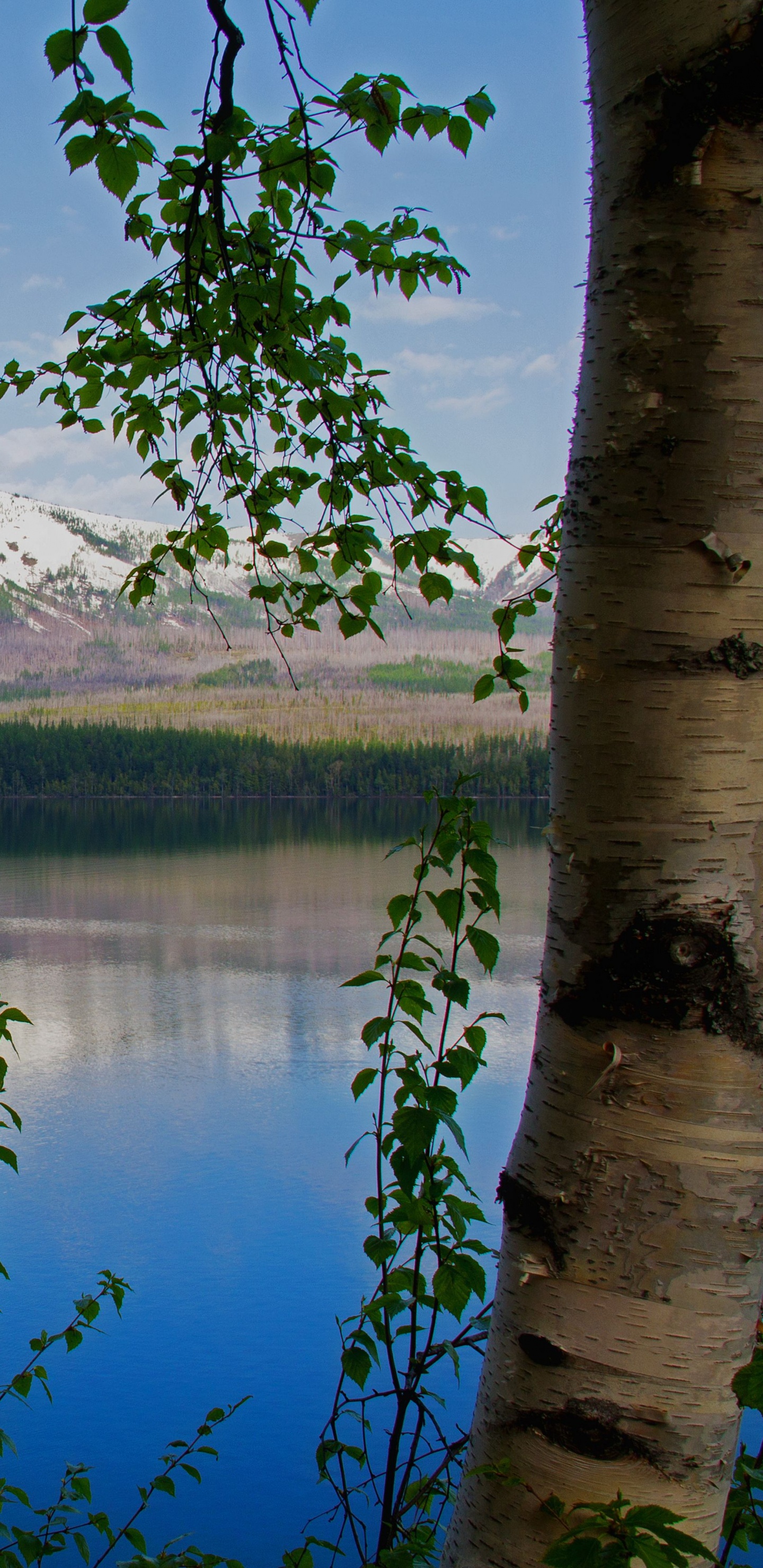 Grüne Bäume in Der Nähe Von See Und Berg Tagsüber. Wallpaper in 1440x2960 Resolution