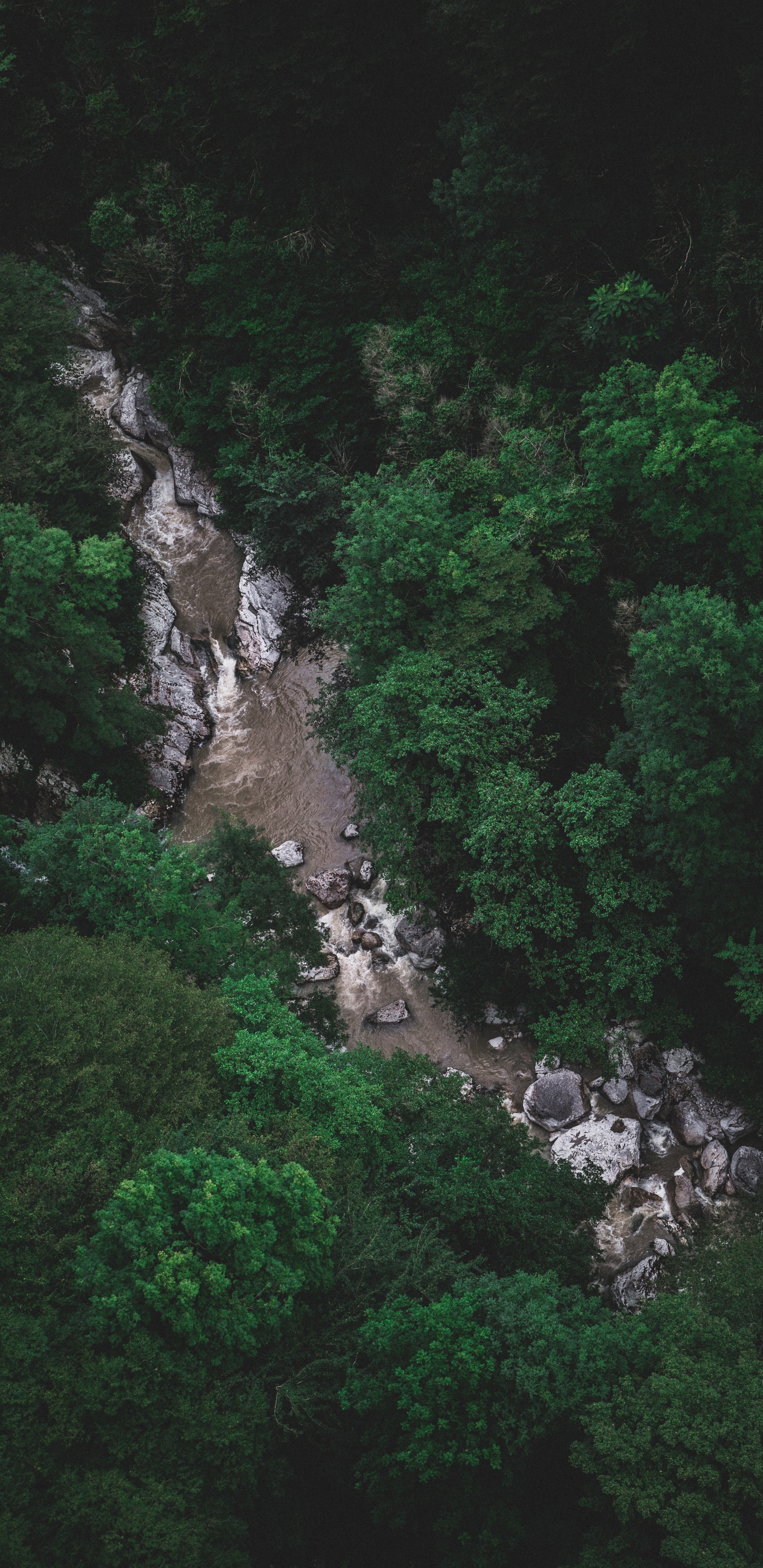 Vegetation, Green, Nature Reserve, Water, Watercourse. Wallpaper in 1440x2960 Resolution