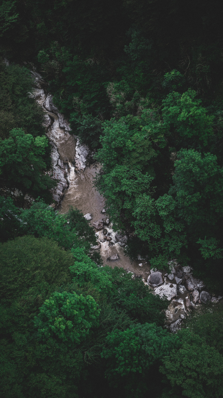 Vegetation, Gr, Naturschutzgebiet, Wasser, Wasserlauf. Wallpaper in 750x1334 Resolution