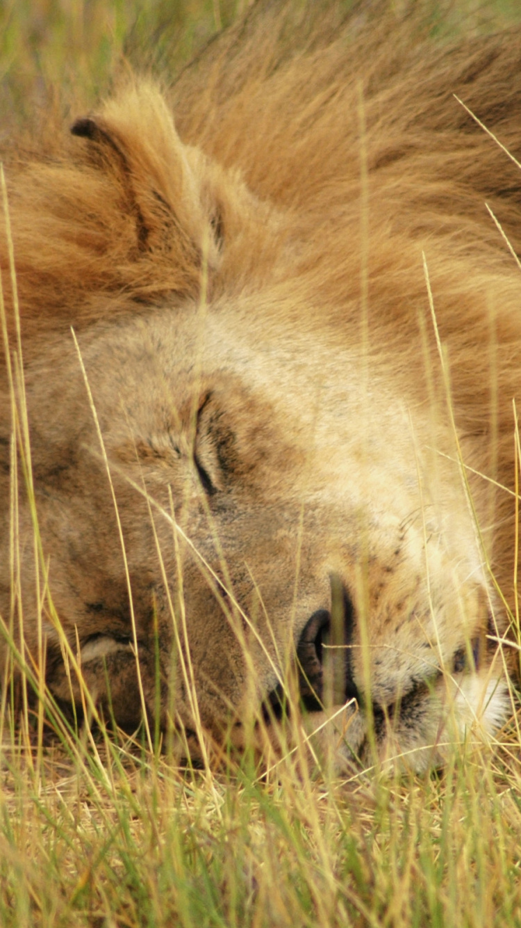 Löwe, Der Tagsüber Auf Grünem Gras Liegt. Wallpaper in 750x1334 Resolution