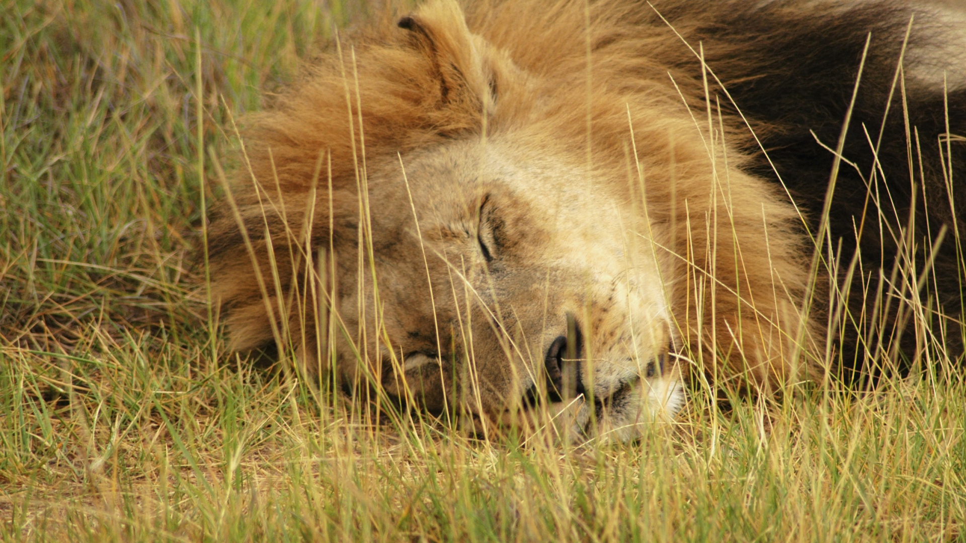 Lion Couché Sur L'herbe Verte Pendant la Journée. Wallpaper in 1920x1080 Resolution