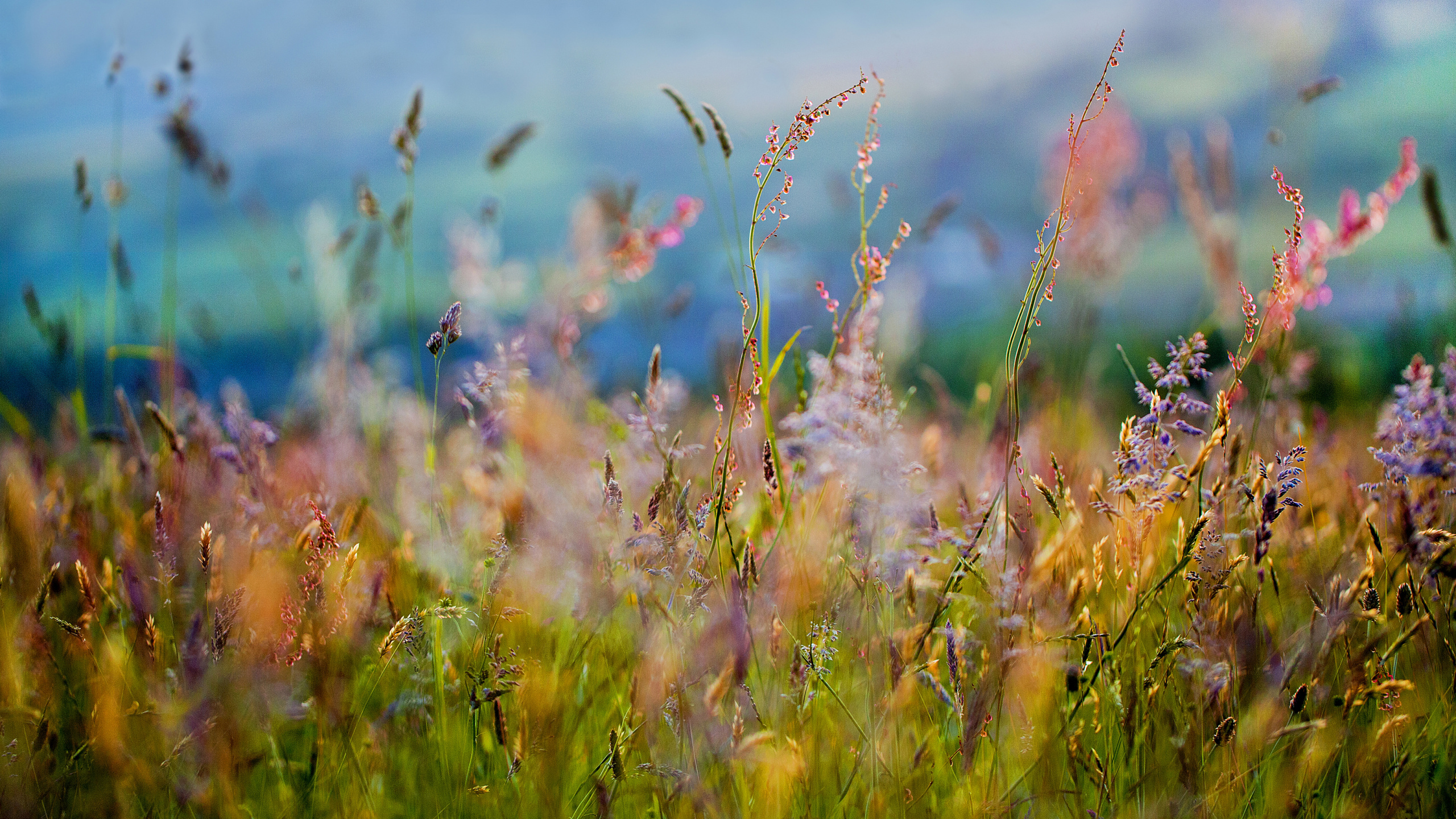 草, 植被, 草家庭, 草地上, 生态系统 壁纸 2560x1440 允许