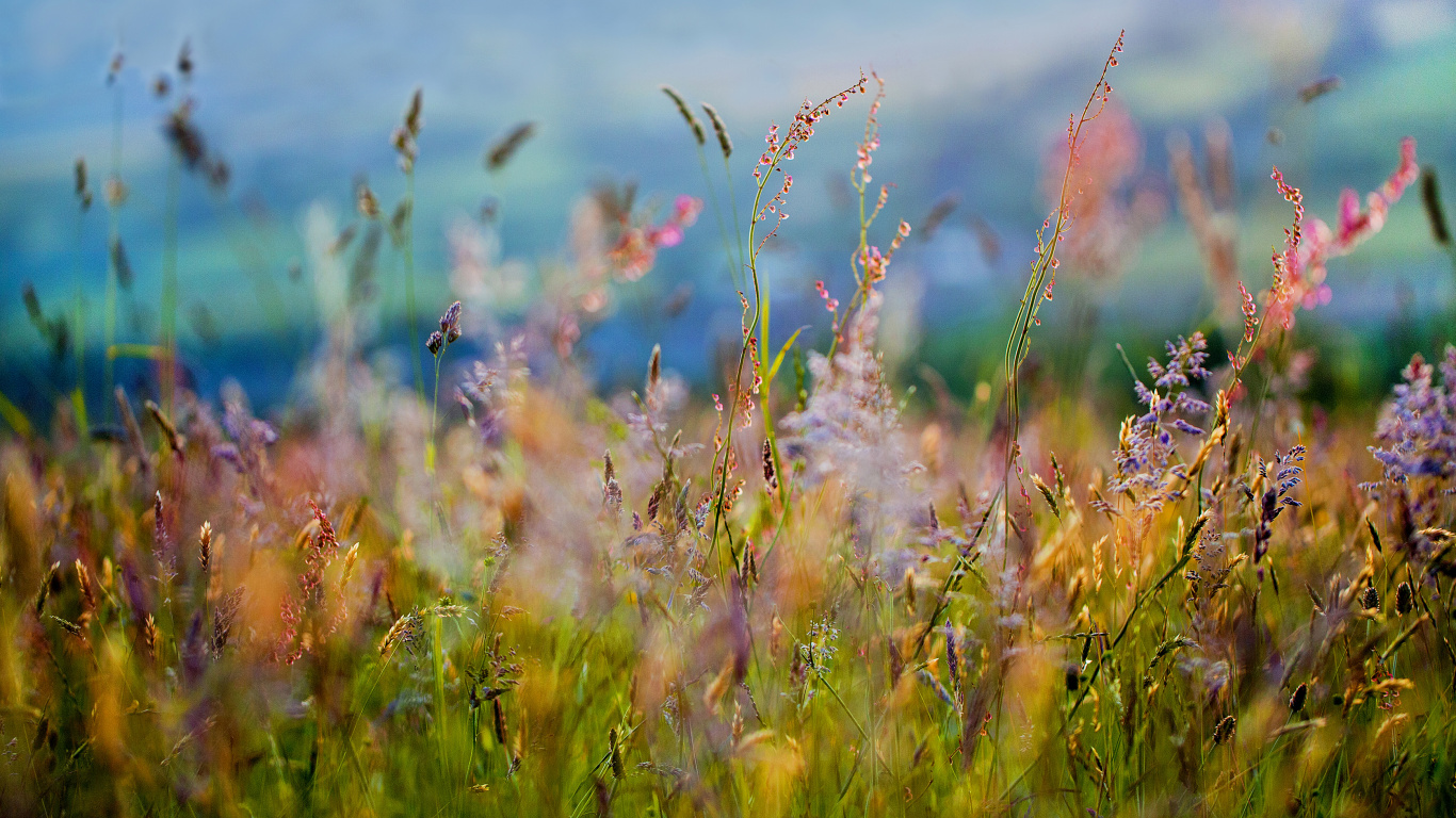 Tagsüber Braune Und Grüne Wiese Grass. Wallpaper in 1366x768 Resolution