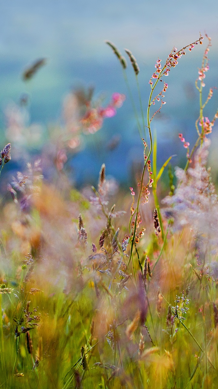 Tagsüber Braune Und Grüne Wiese Grass. Wallpaper in 720x1280 Resolution