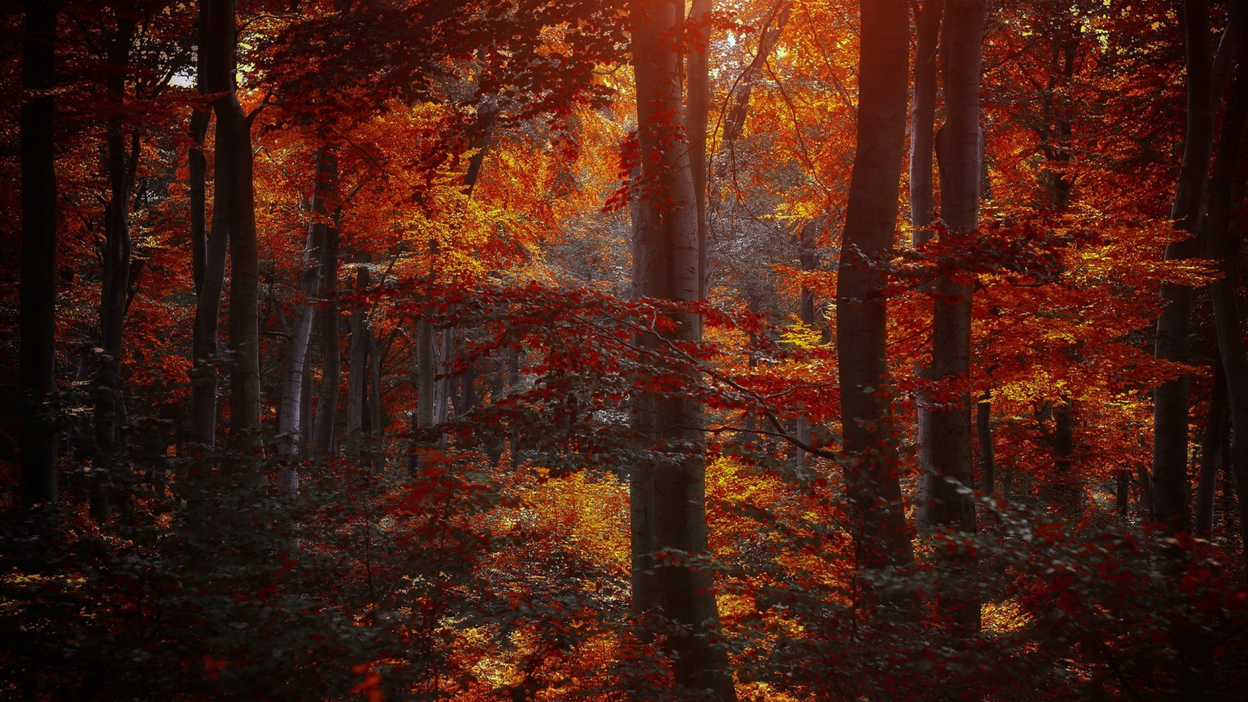 Arbres Bruns Avec Des Feuilles D'oranger. Wallpaper in 2560x1440 Resolution