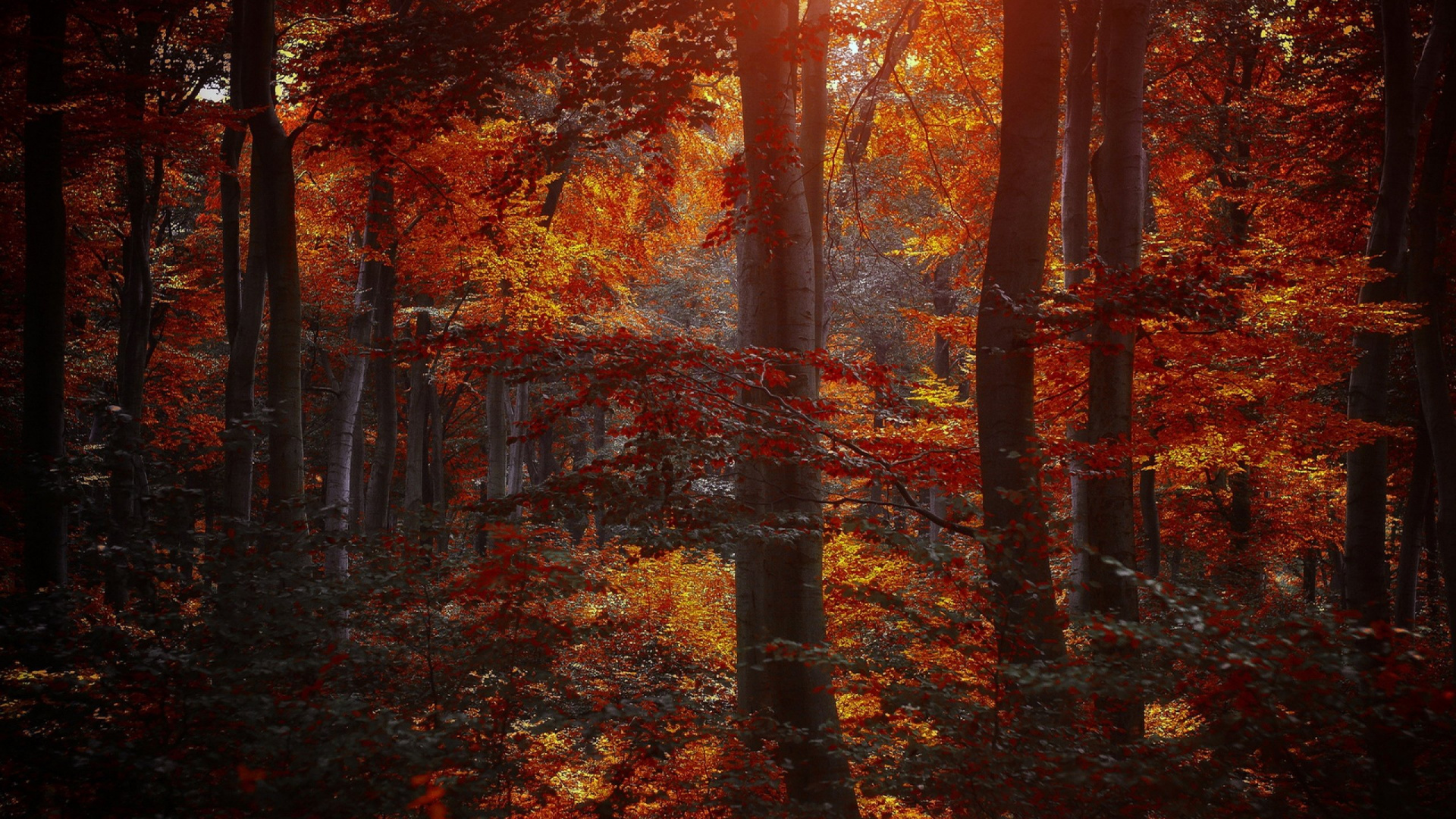 Brown Trees With Orange Leaves. Wallpaper in 1920x1080 Resolution