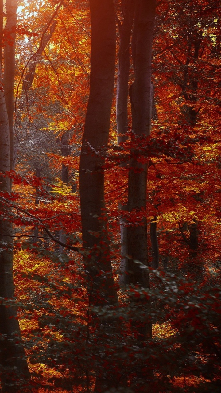 Brown Trees With Orange Leaves. Wallpaper in 720x1280 Resolution
