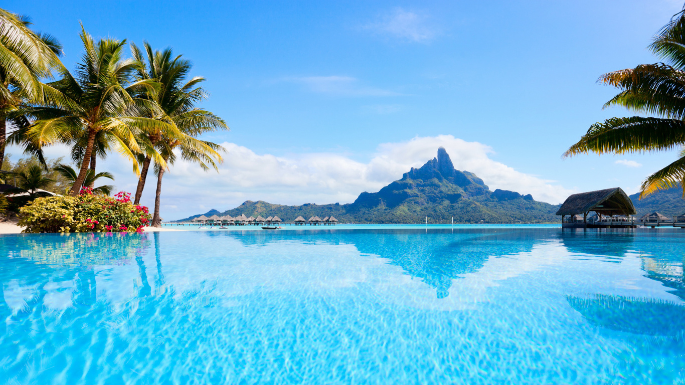 Green Palm Tree Near Body of Water During Daytime. Wallpaper in 1366x768 Resolution