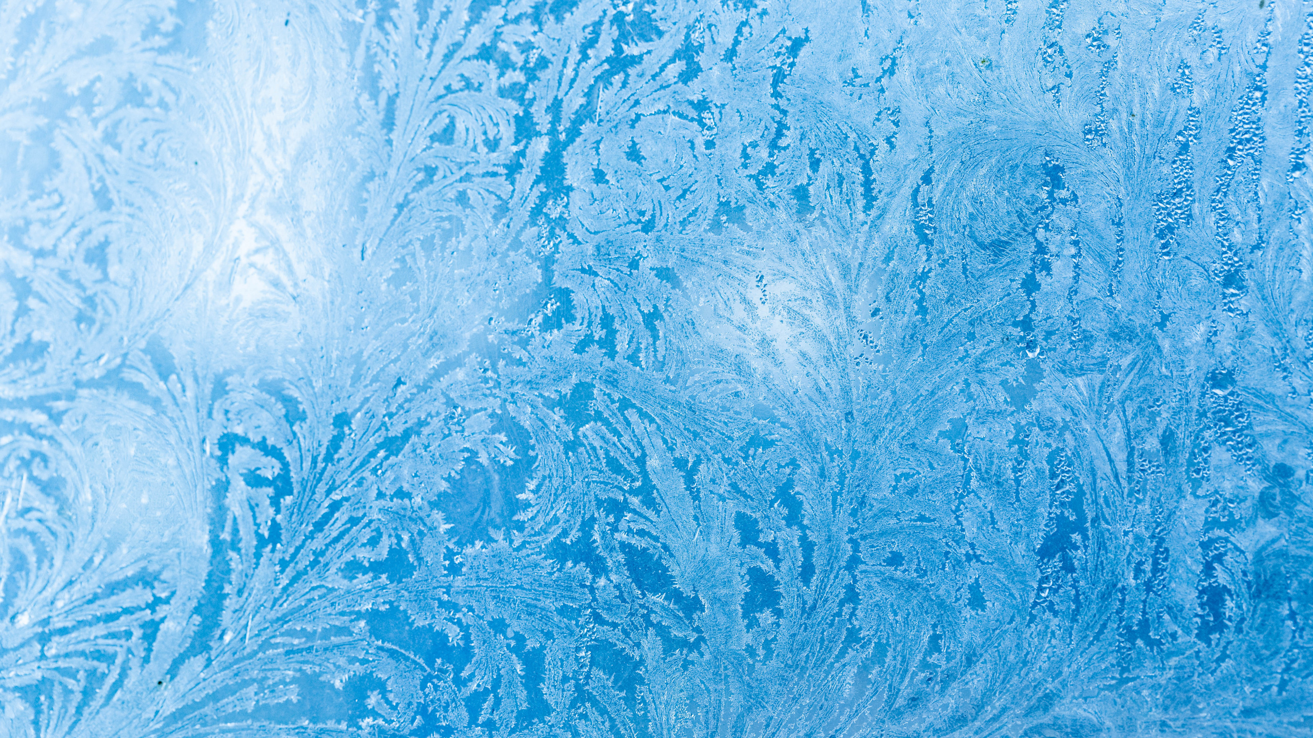 Blau-weißes Florales Textil. Wallpaper in 2560x1440 Resolution