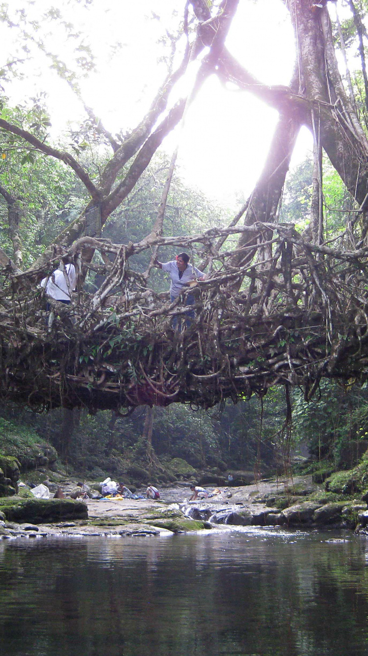 Grüne Bäume am Gewässer Tagsüber On. Wallpaper in 750x1334 Resolution