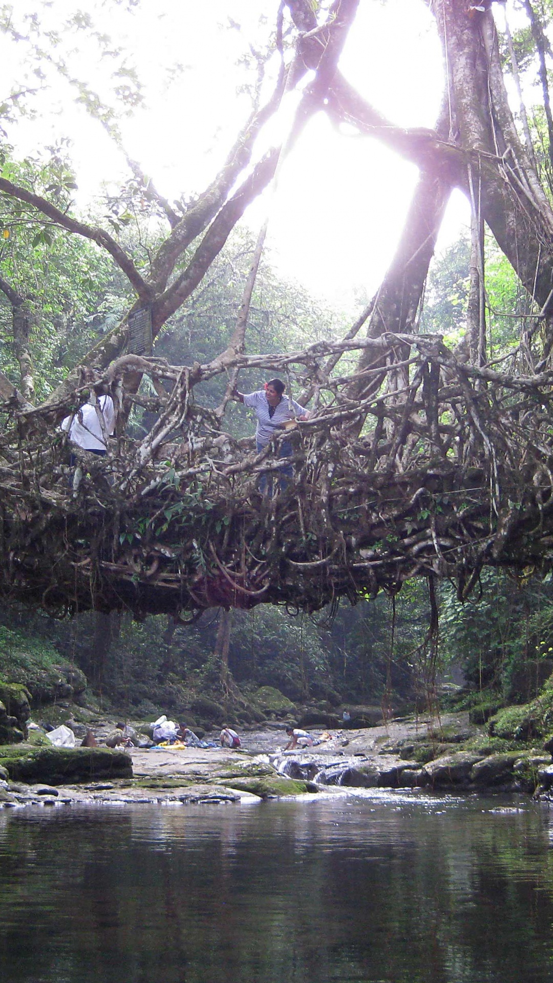Arbres Verts Sur le Plan D'eau Pendant la Journée. Wallpaper in 1080x1920 Resolution