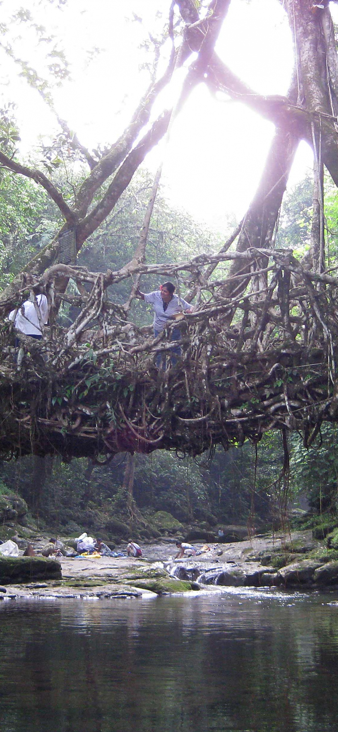 Arbres Verts Sur le Plan D'eau Pendant la Journée. Wallpaper in 1125x2436 Resolution