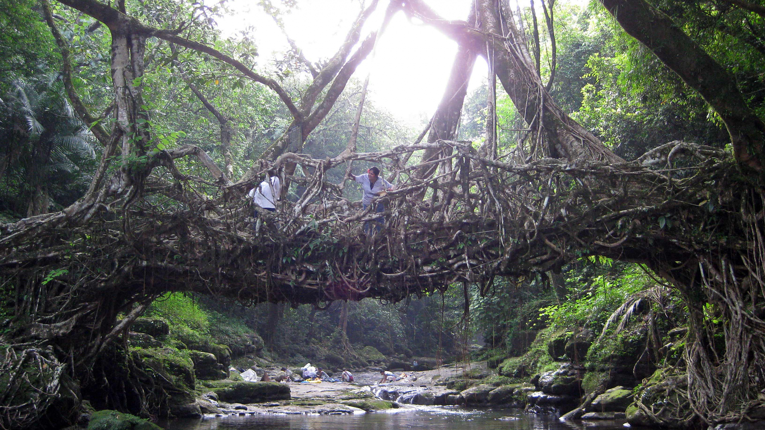 Árboles Verdes en el Cuerpo de Agua Durante el Día. Wallpaper in 2560x1440 Resolution