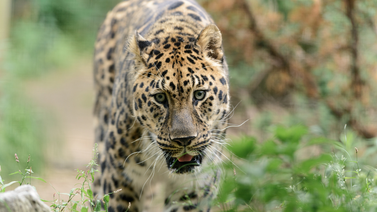 Brown and Black Leopard on Green Grass During Daytime. Wallpaper in 1280x720 Resolution