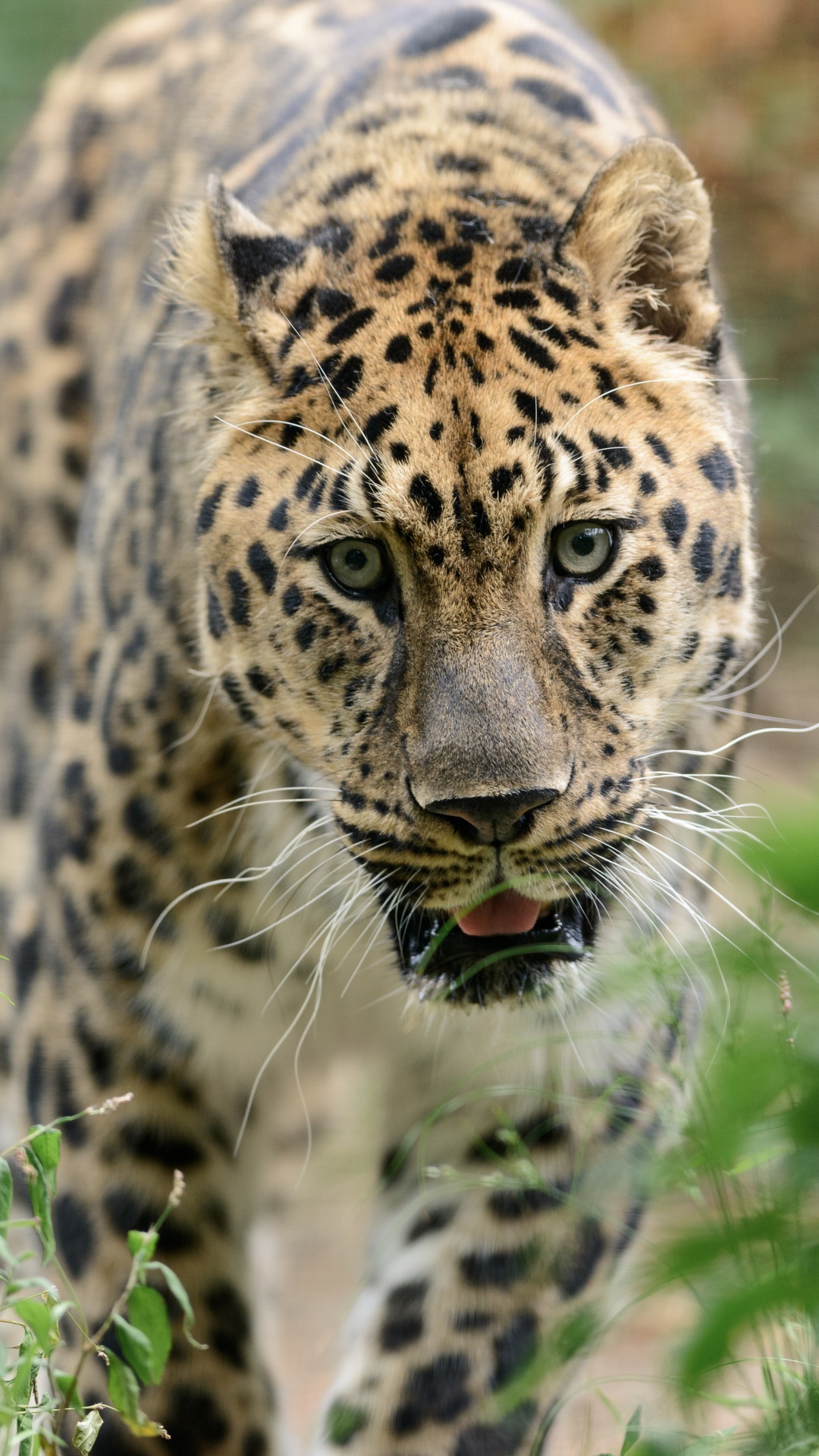 Brauner Und Schwarzer Leopard Auf Grünem Gras Tagsüber. Wallpaper in 1080x1920 Resolution