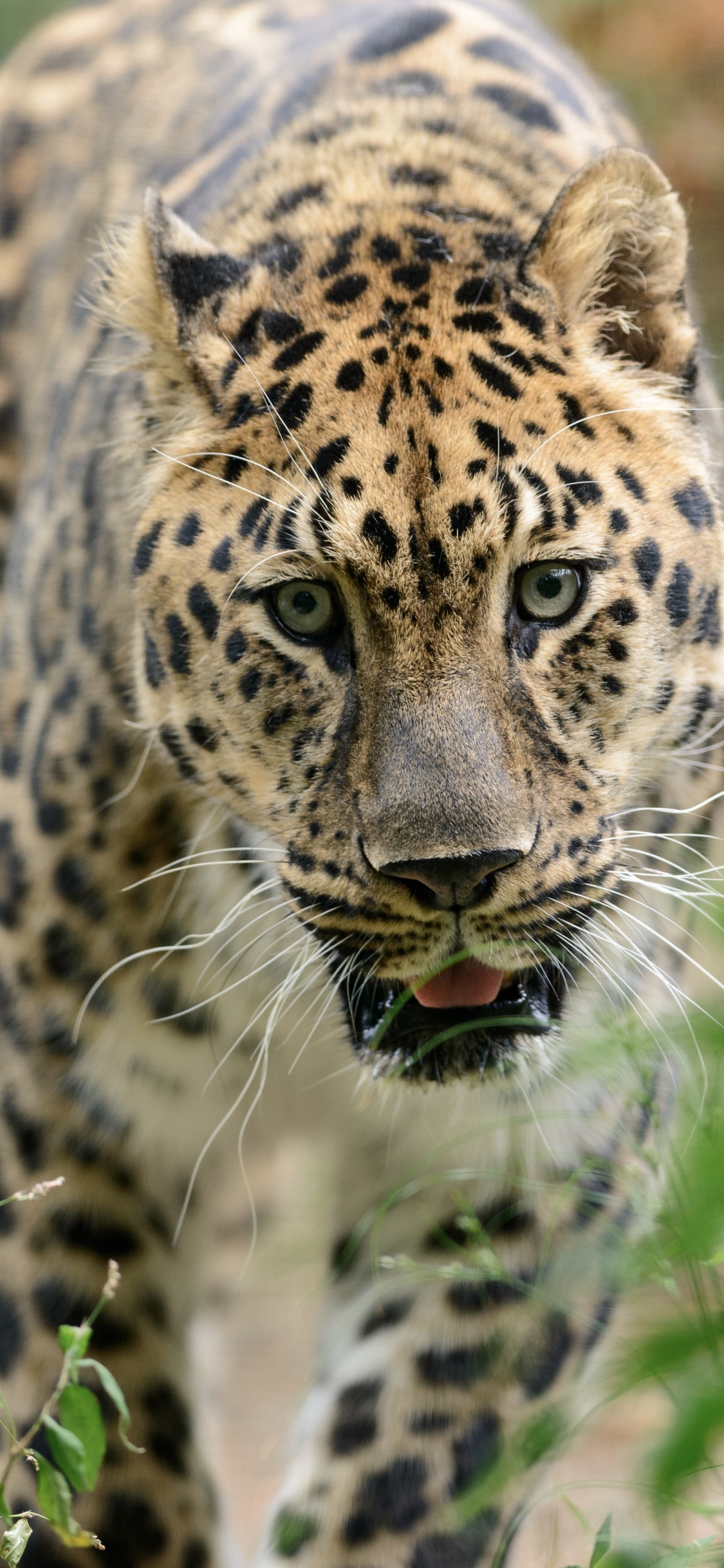 Brauner Und Schwarzer Leopard Auf Grünem Gras Tagsüber. Wallpaper in 1125x2436 Resolution