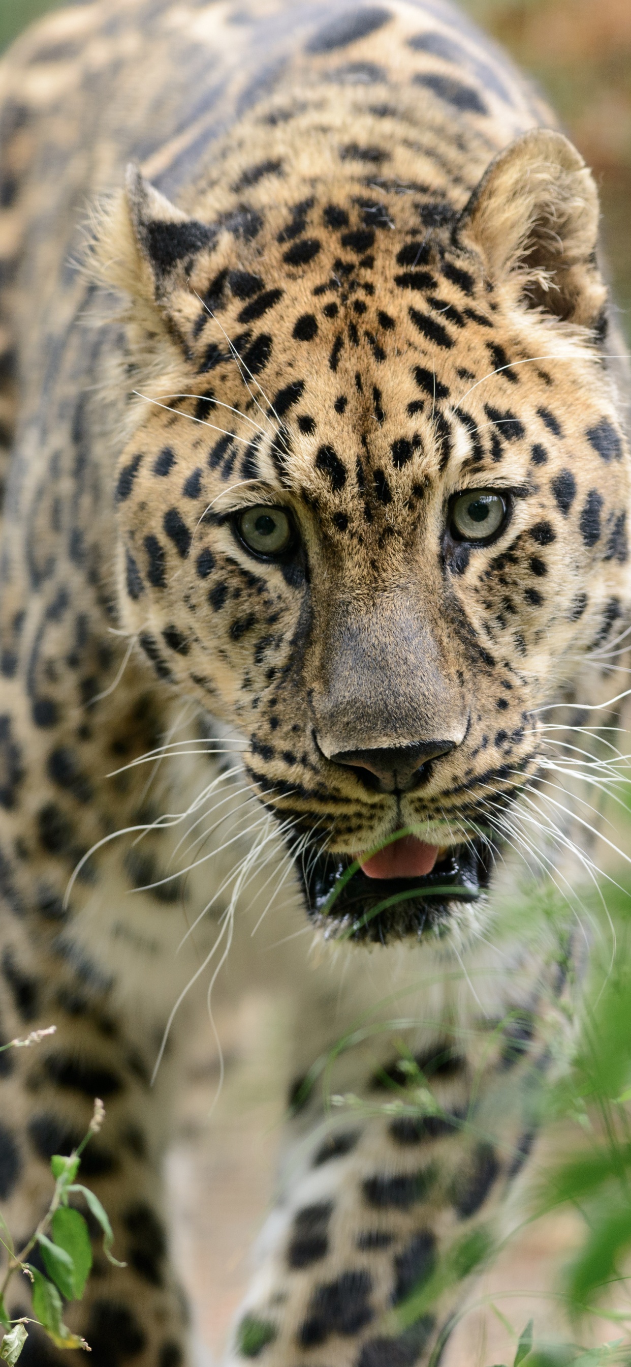 Brauner Und Schwarzer Leopard Auf Grünem Gras Tagsüber. Wallpaper in 1242x2688 Resolution