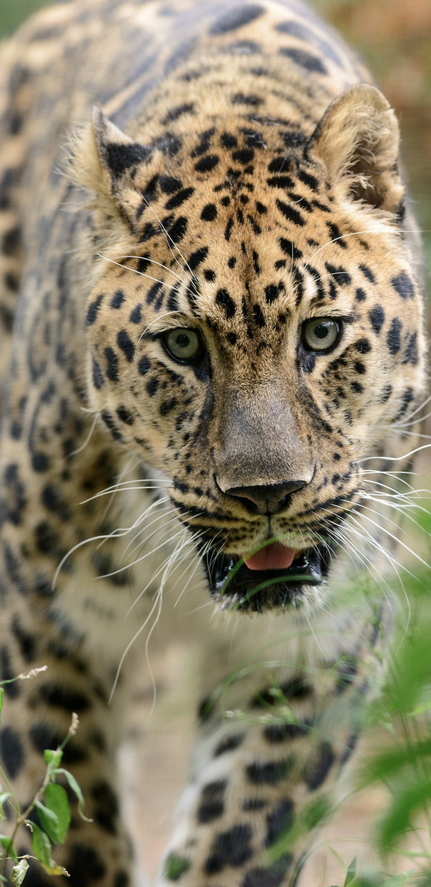 Brauner Und Schwarzer Leopard Auf Grünem Gras Tagsüber. Wallpaper in 1440x2960 Resolution