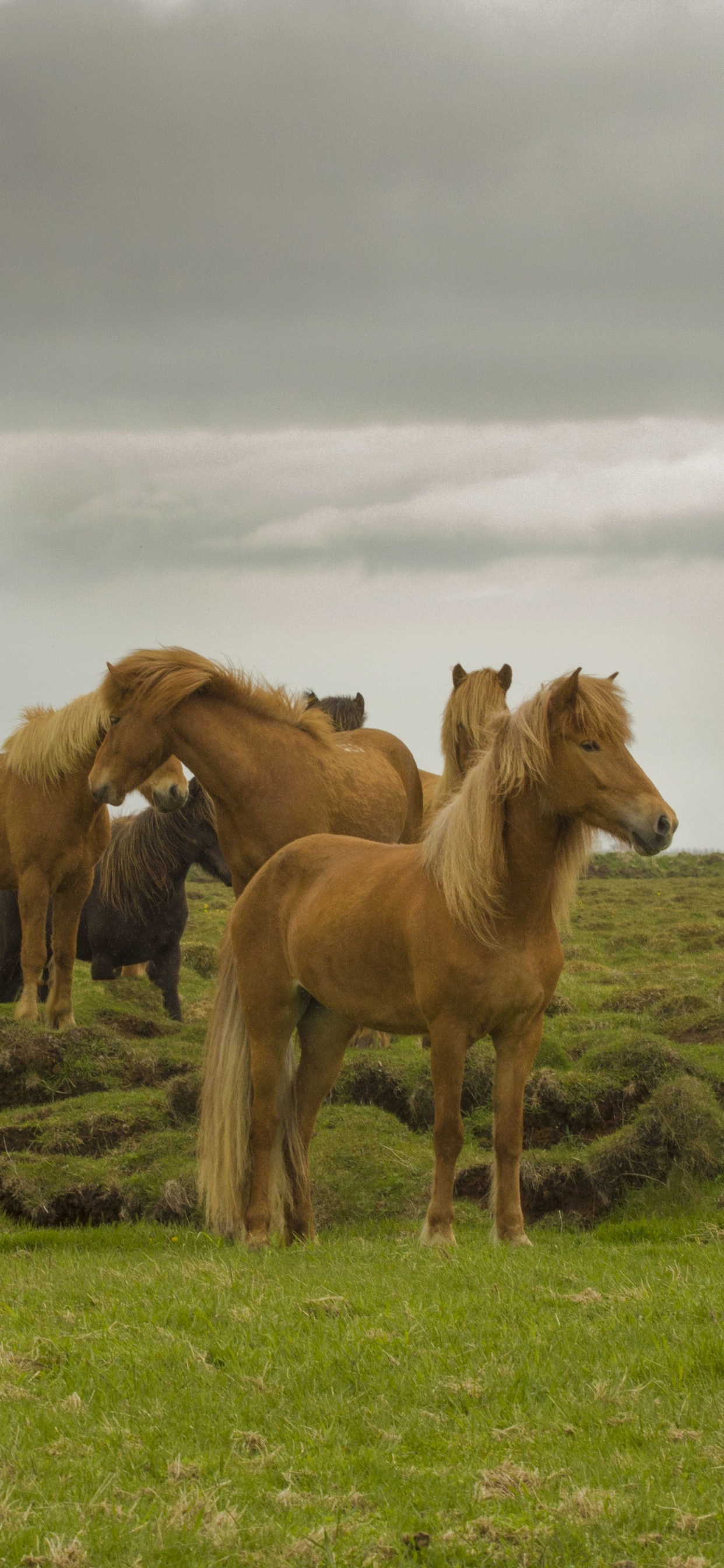 Herd, Mustang, Dog, Cloud, Ecoregion. Wallpaper in 1242x2688 Resolution