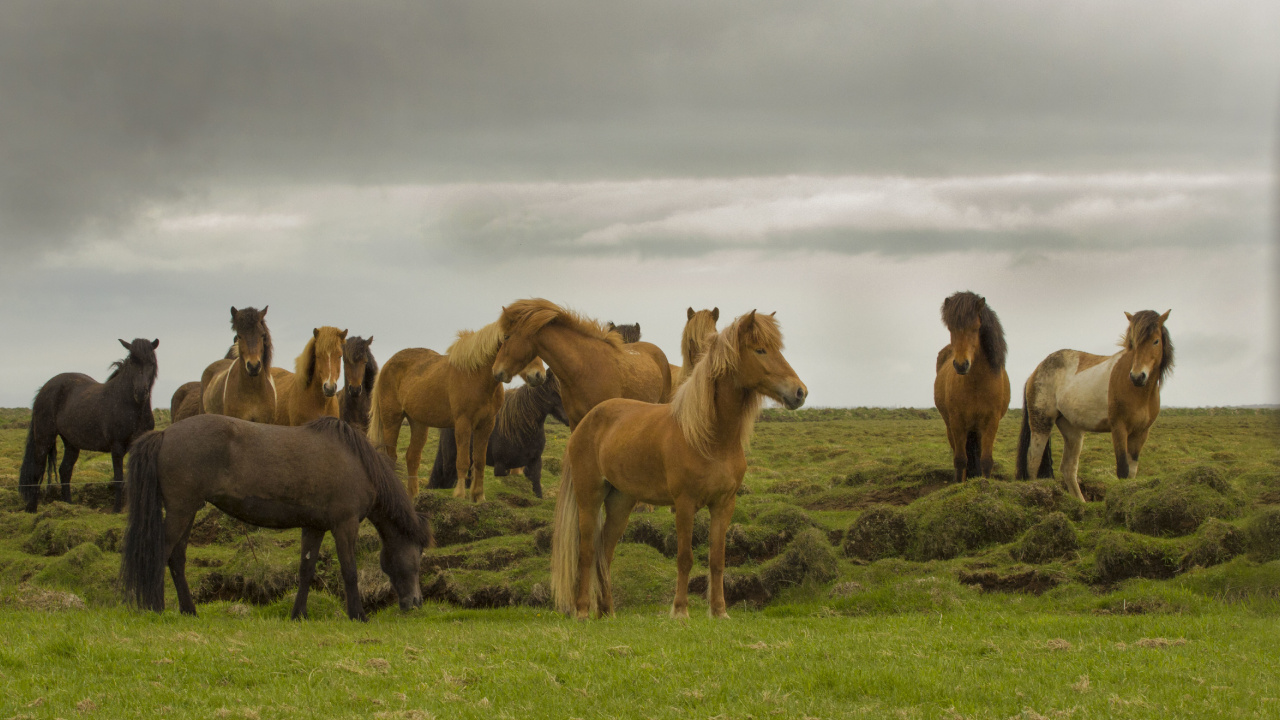 Herd, Mustang, Dog, Cloud, Ecoregion. Wallpaper in 1280x720 Resolution