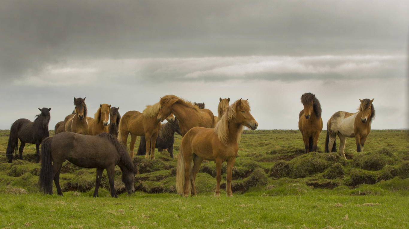 Herd, Mustang, Dog, Cloud, Ecoregion. Wallpaper in 1366x768 Resolution