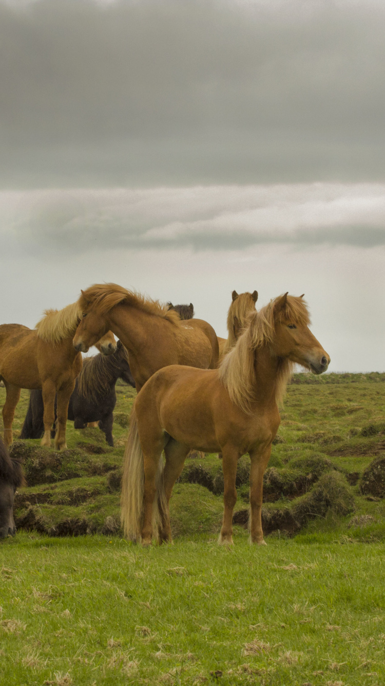 Mustang, Perro, Ecorregión, Entorno Natural, Paisaje Natural. Wallpaper in 750x1334 Resolution