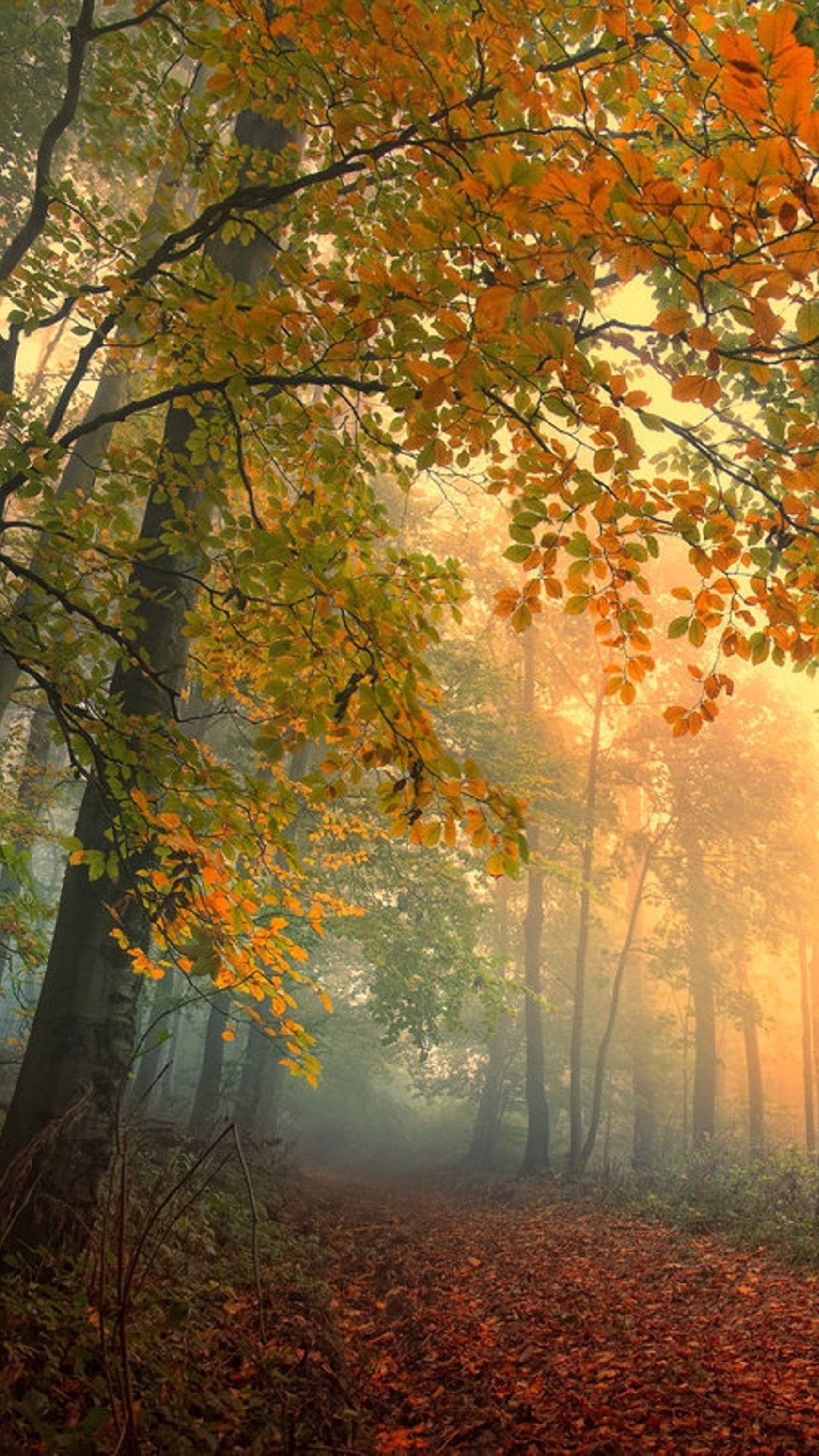 Brown and Green Trees During Daytime. Wallpaper in 1080x1920 Resolution