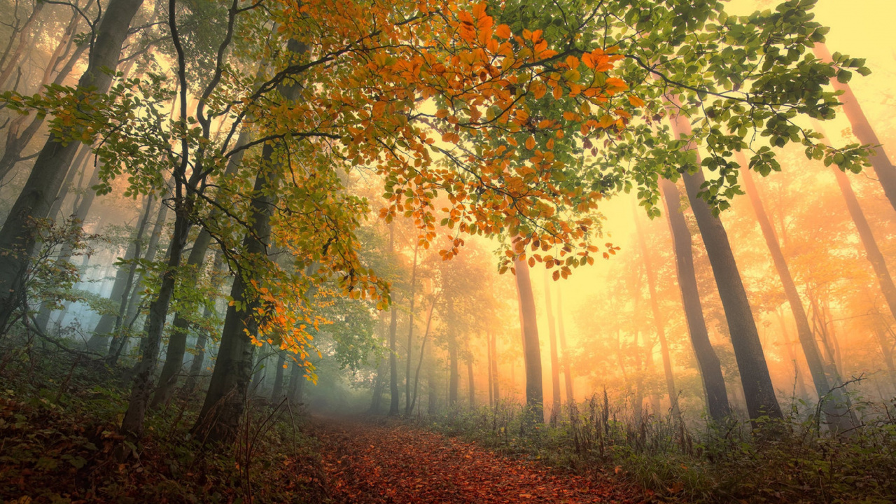 Brown and Green Trees During Daytime. Wallpaper in 1280x720 Resolution