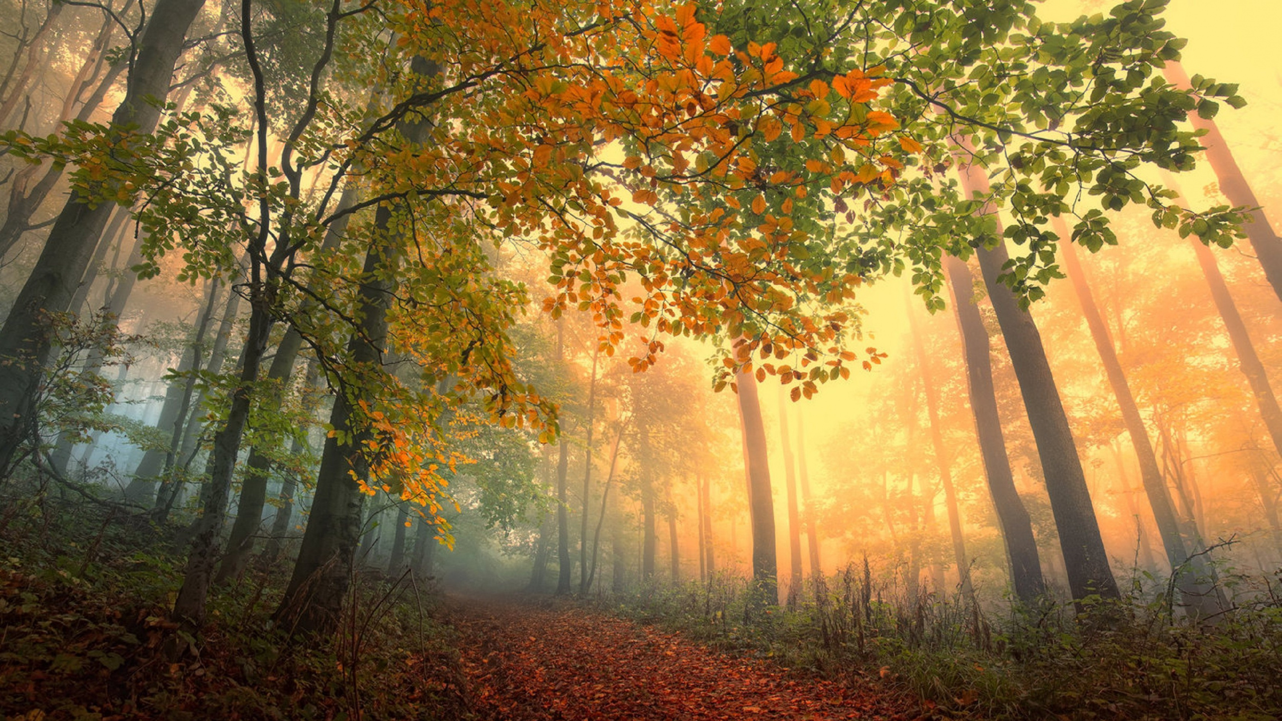 Brown and Green Trees During Daytime. Wallpaper in 2560x1440 Resolution