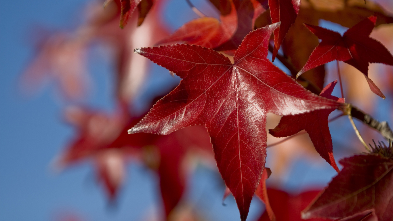 Feuille D'érable Brune en Photographie Rapprochée. Wallpaper in 1366x768 Resolution