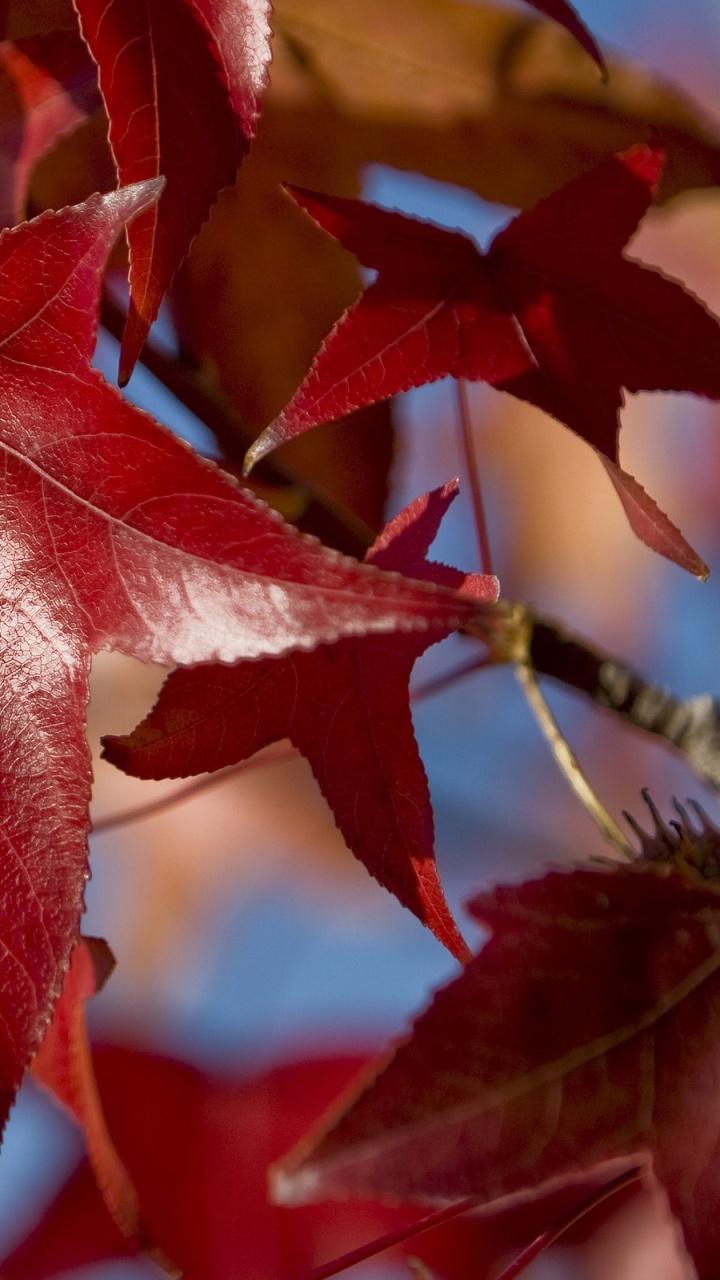 Feuille D'érable Brune en Photographie Rapprochée. Wallpaper in 720x1280 Resolution