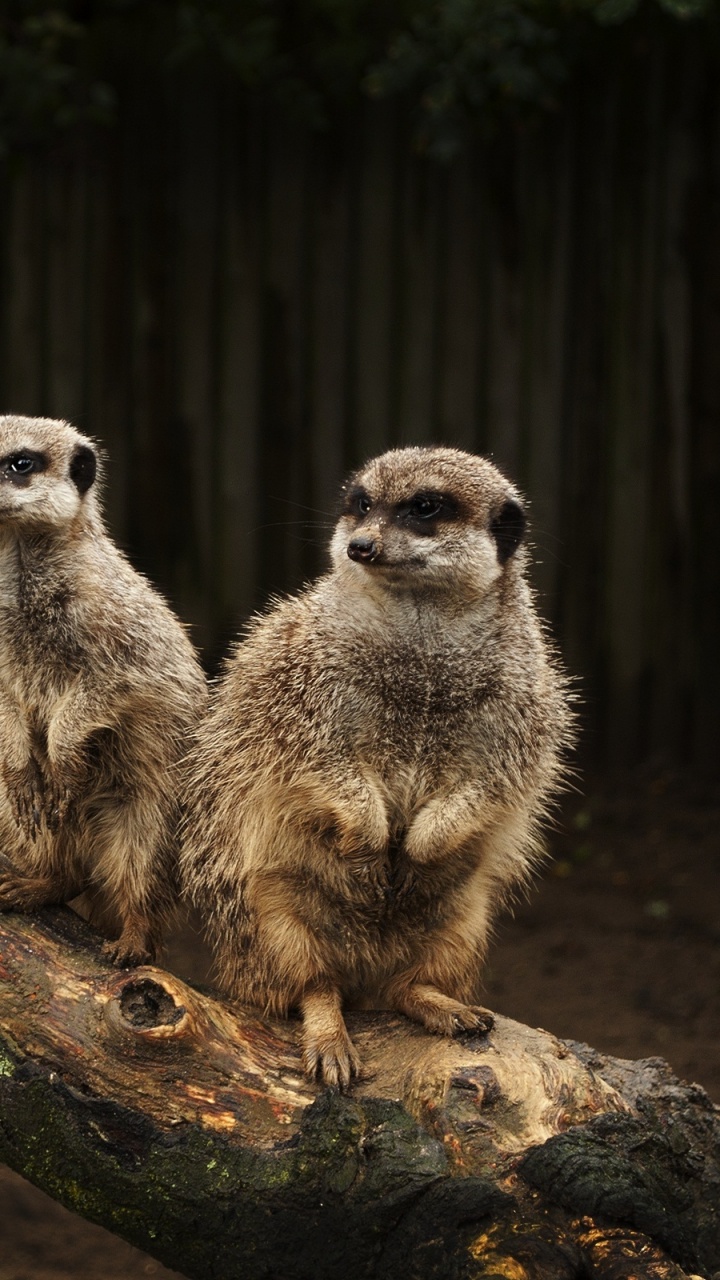 Brown and White 4 Legged Animal on Brown Tree Branch During Daytime. Wallpaper in 720x1280 Resolution