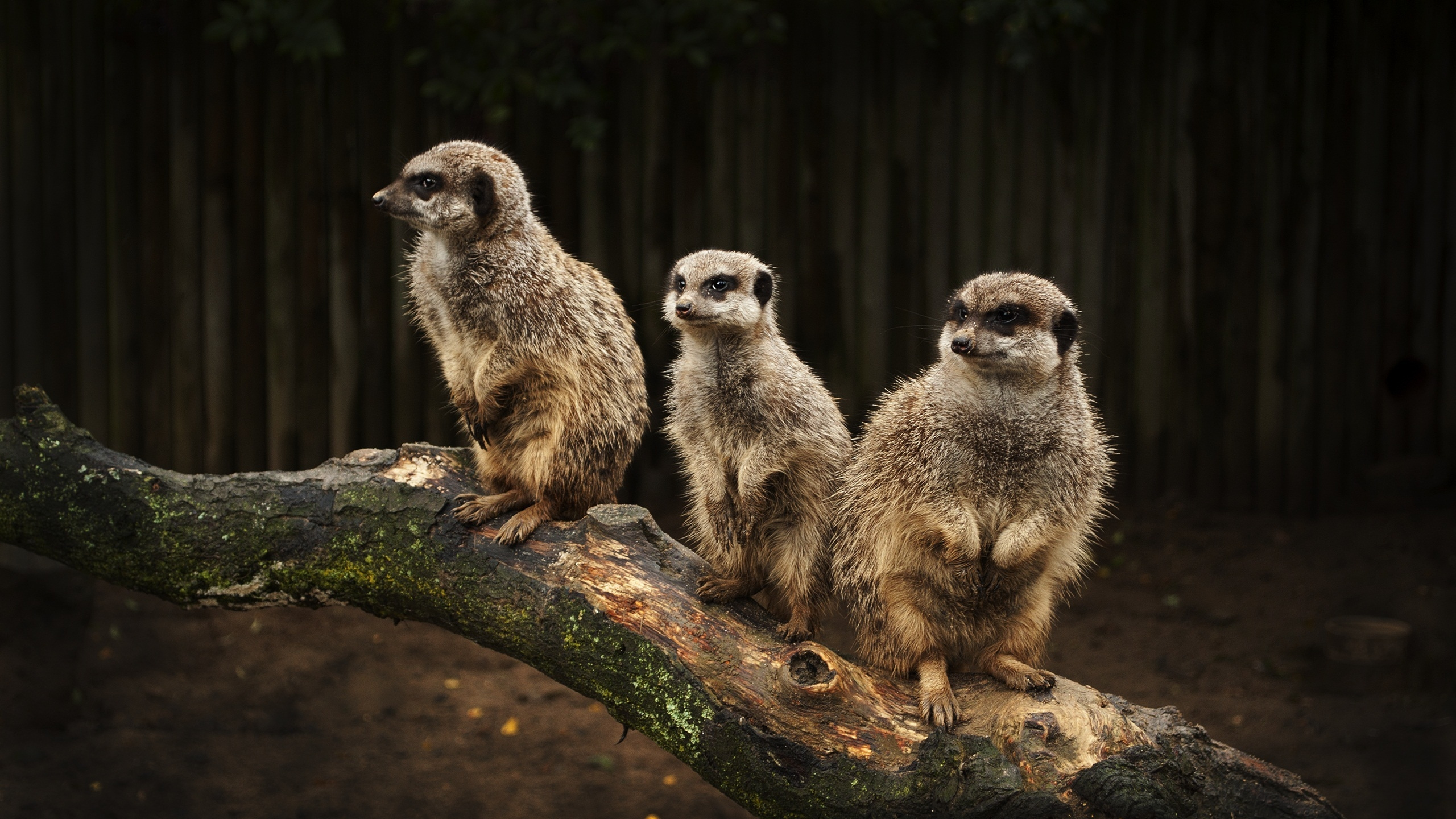 Animal de 4 Patas Marrón y Blanco en la Rama de un Árbol Marrón Durante el Día. Wallpaper in 2560x1440 Resolution