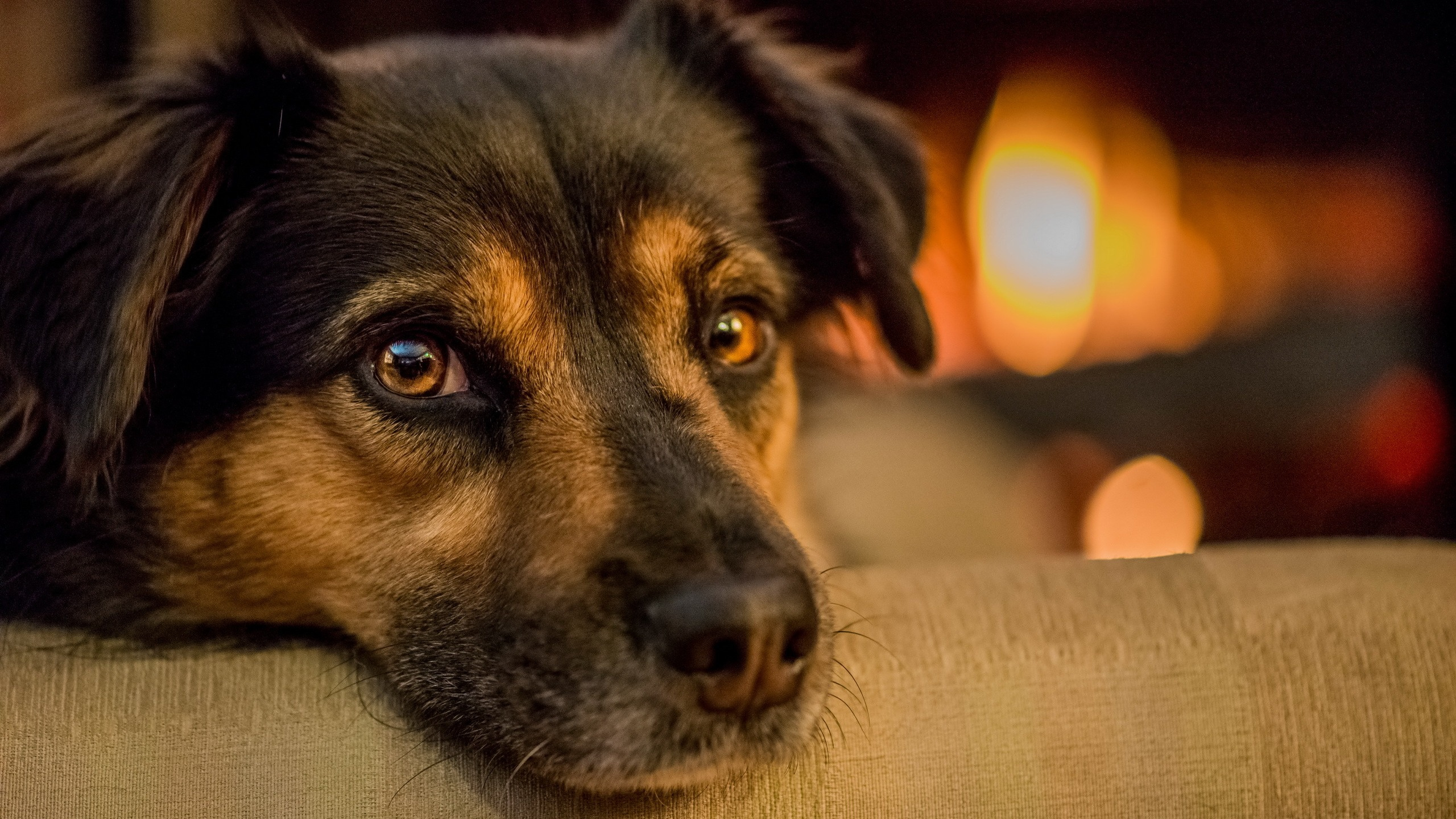 Dog, Puppy, Snout, Dog Breed, Whiskers. Wallpaper in 2560x1440 Resolution