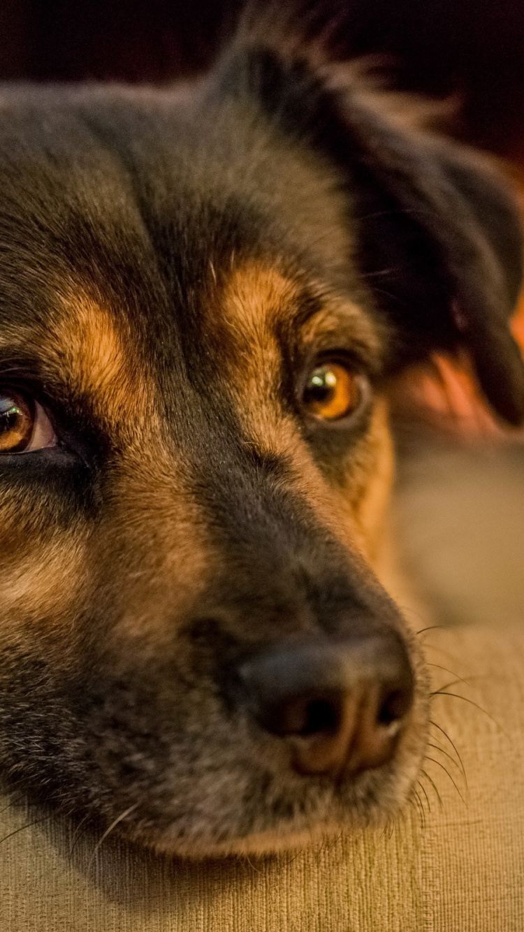 Dog, Puppy, Snout, Dog Breed, Whiskers. Wallpaper in 750x1334 Resolution