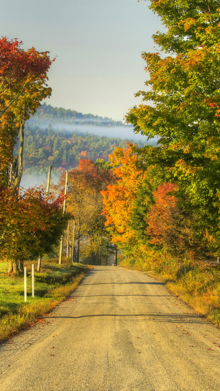 Gray Road Between Green and Brown Trees Under Blue Sky During Daytime. Wallpaper in 750x1334 Resolution