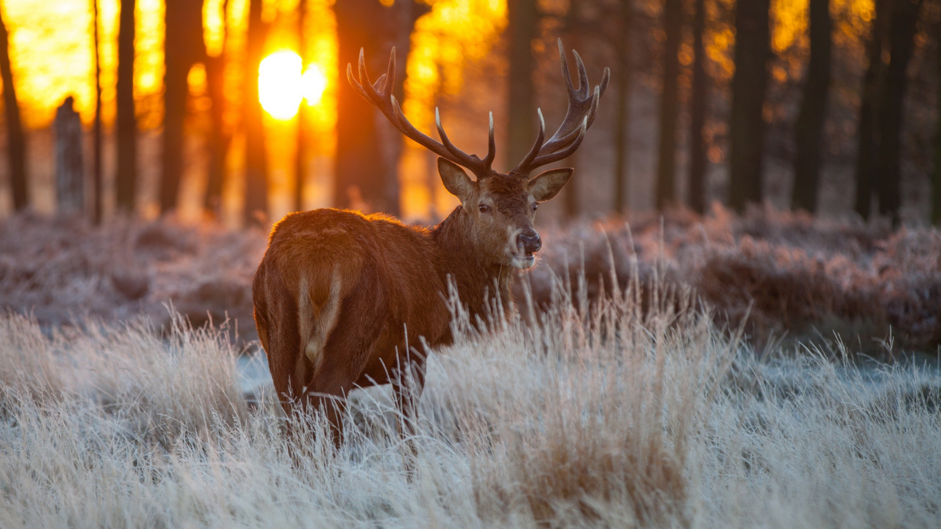 Cerf Brun Sur Champ D'herbe Blanche Pendant la Journée. Wallpaper in 1366x768 Resolution