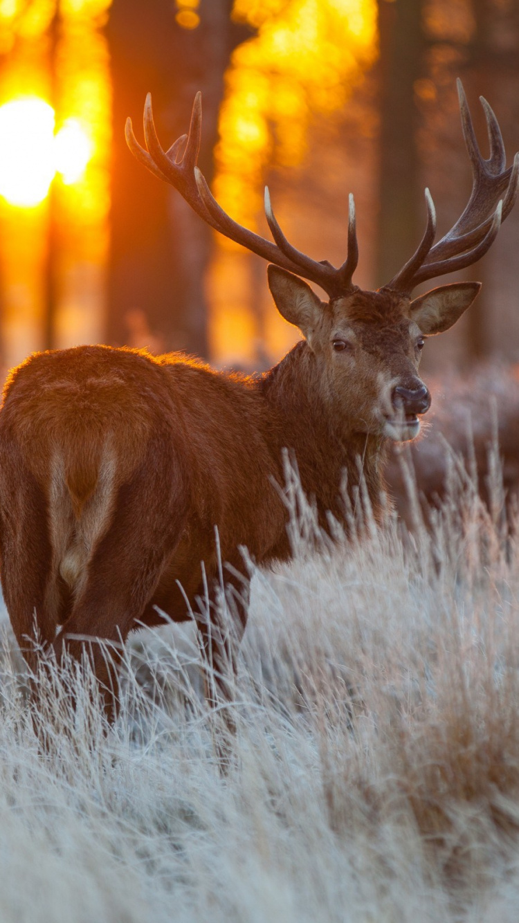 Cerf Brun Sur Champ D'herbe Blanche Pendant la Journée. Wallpaper in 750x1334 Resolution