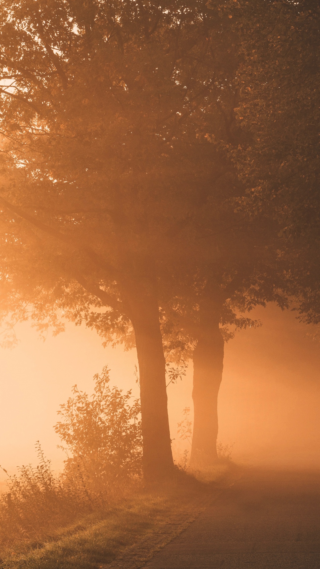 Lumière, Nature, Brouillard, Paysage Naturel, Matin. Wallpaper in 1080x1920 Resolution