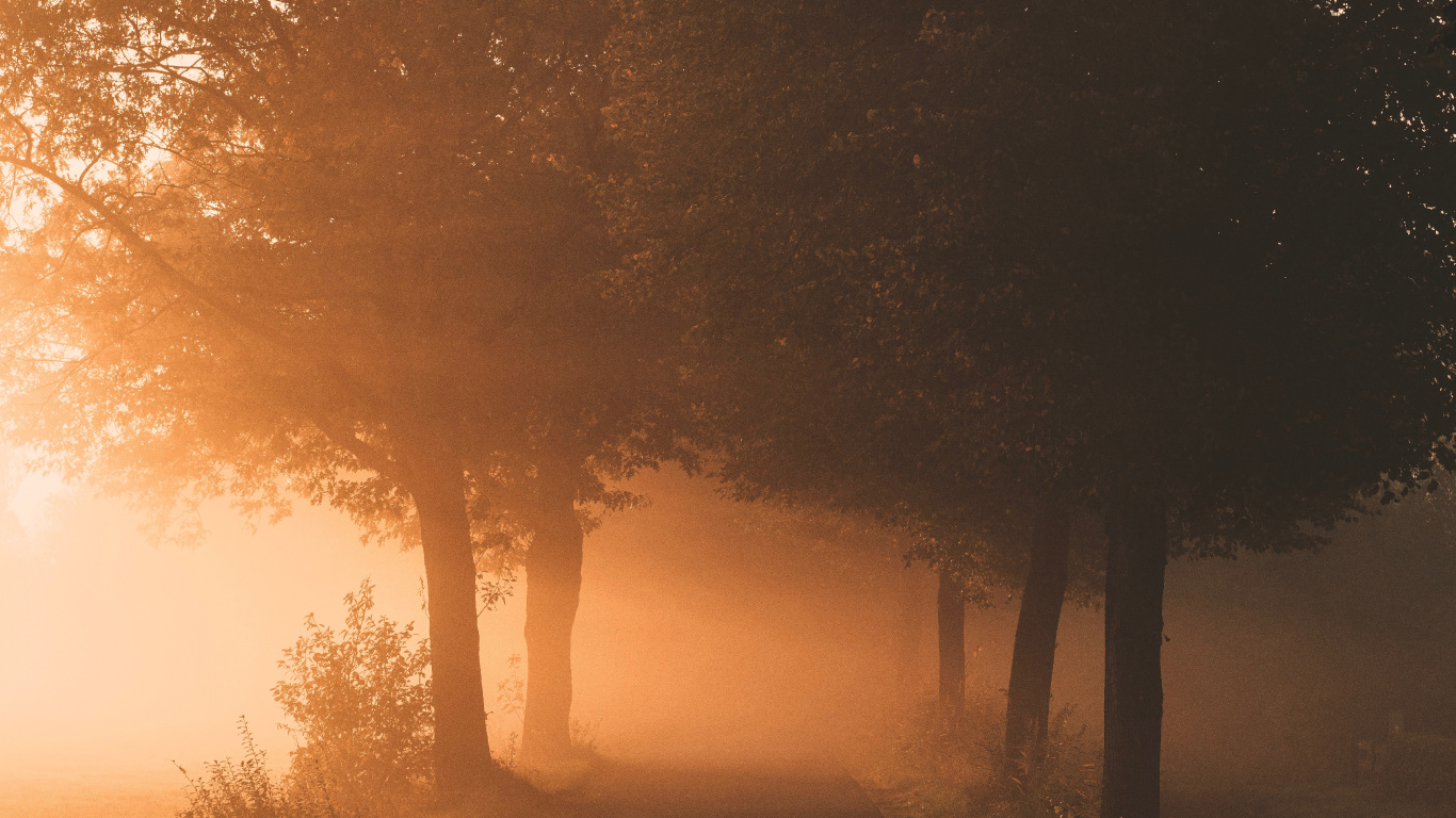 Lumière, Nature, Brouillard, Paysage Naturel, Matin. Wallpaper in 1366x768 Resolution