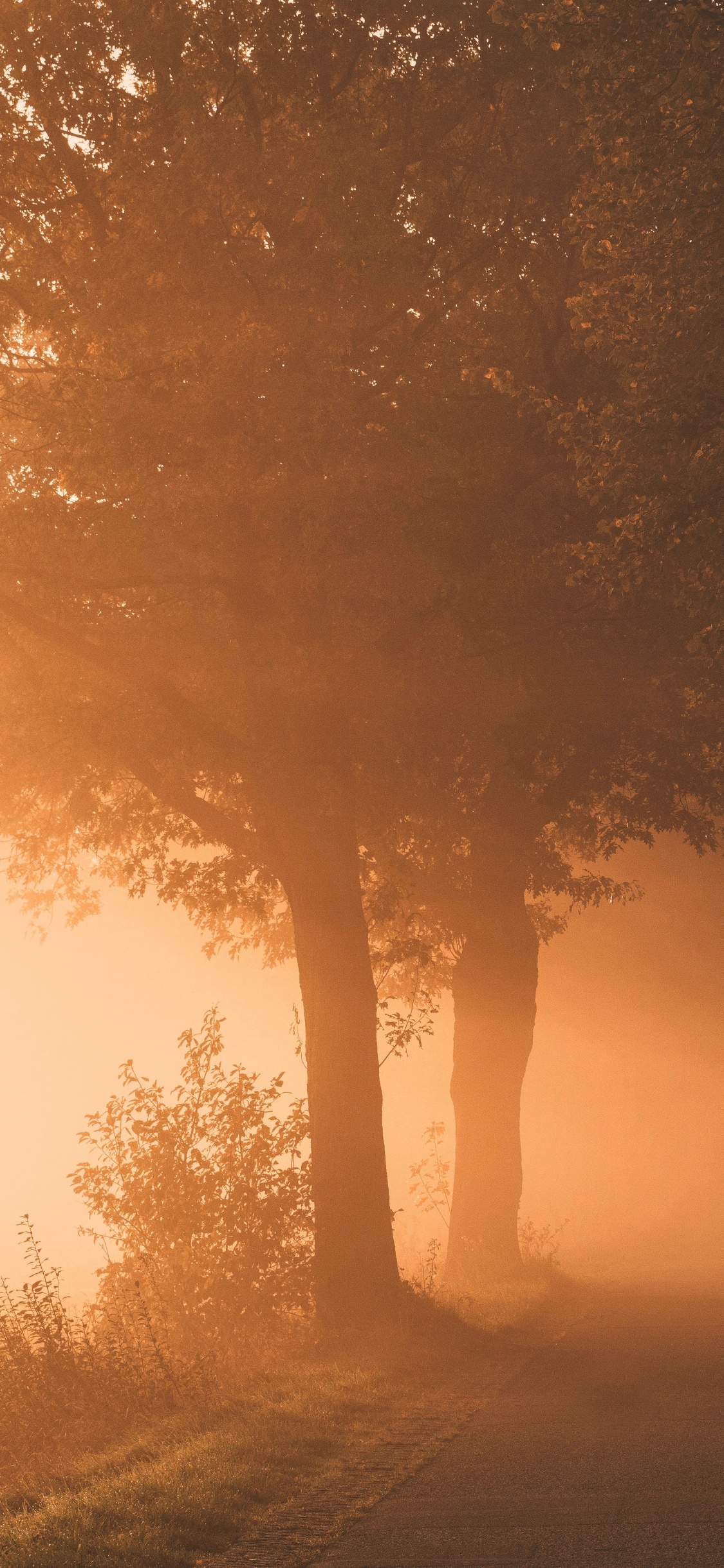 Light, Nature, Fog, Natural Landscape, Mist. Wallpaper in 1125x2436 Resolution