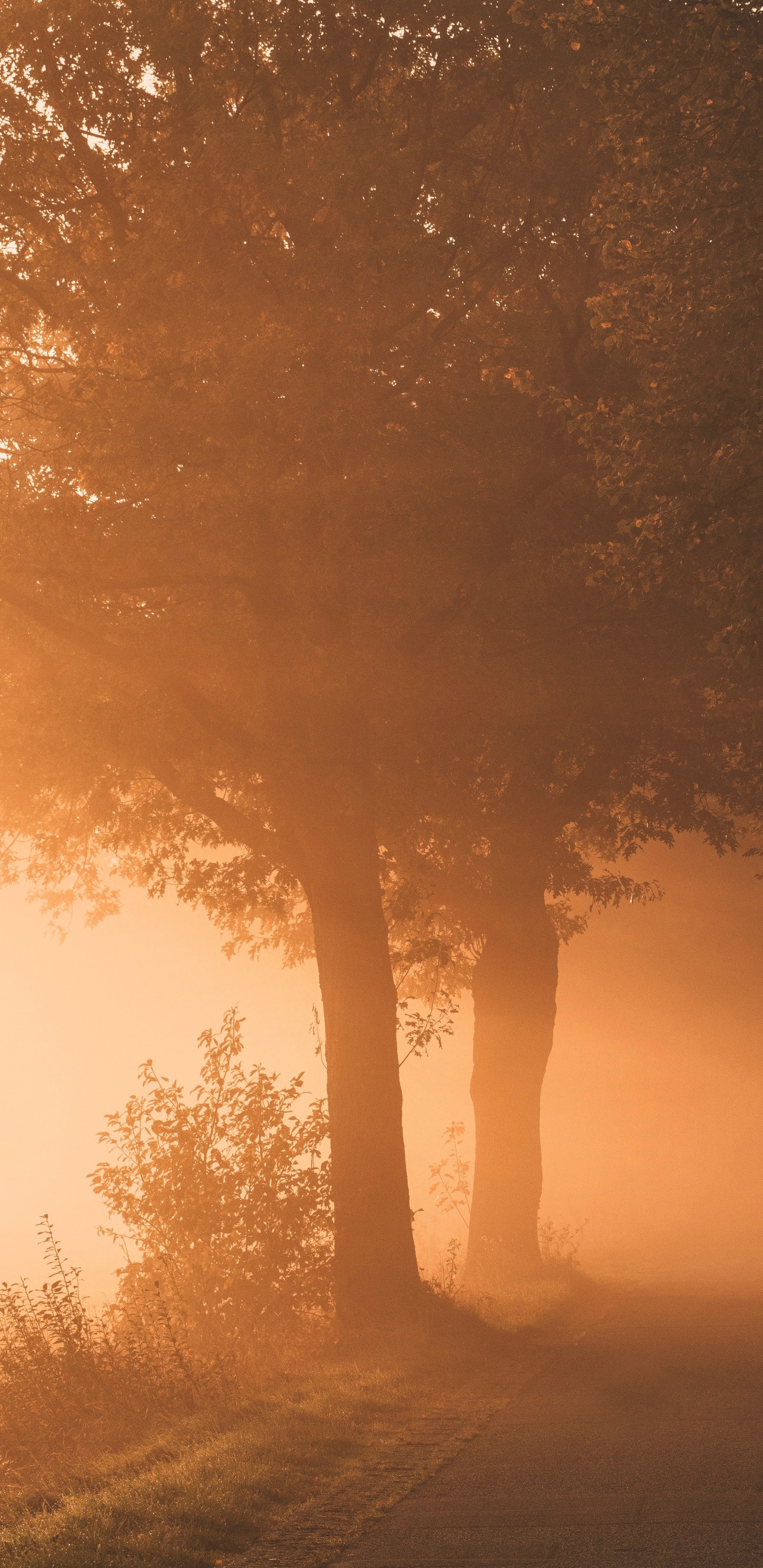 Light, Nature, Fog, Natural Landscape, Mist. Wallpaper in 1440x2960 Resolution