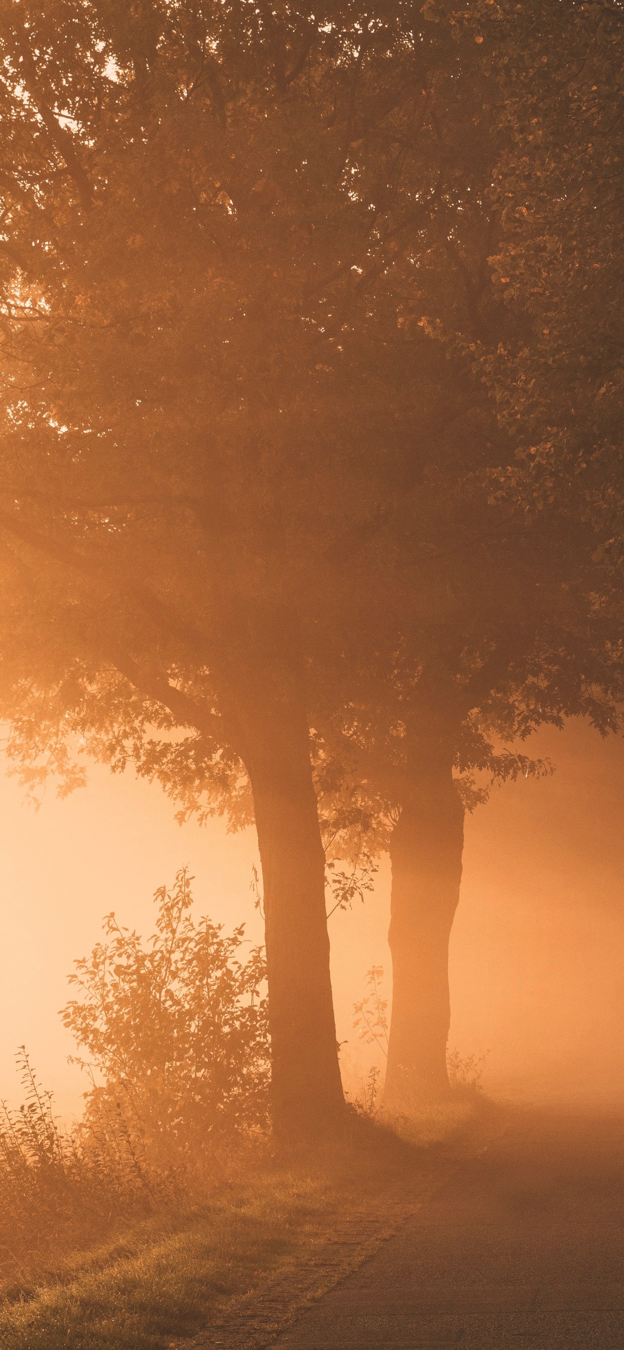 Licht, Natur, Nebel, Naturlandschaft, Baum. Wallpaper in 1242x2688 Resolution