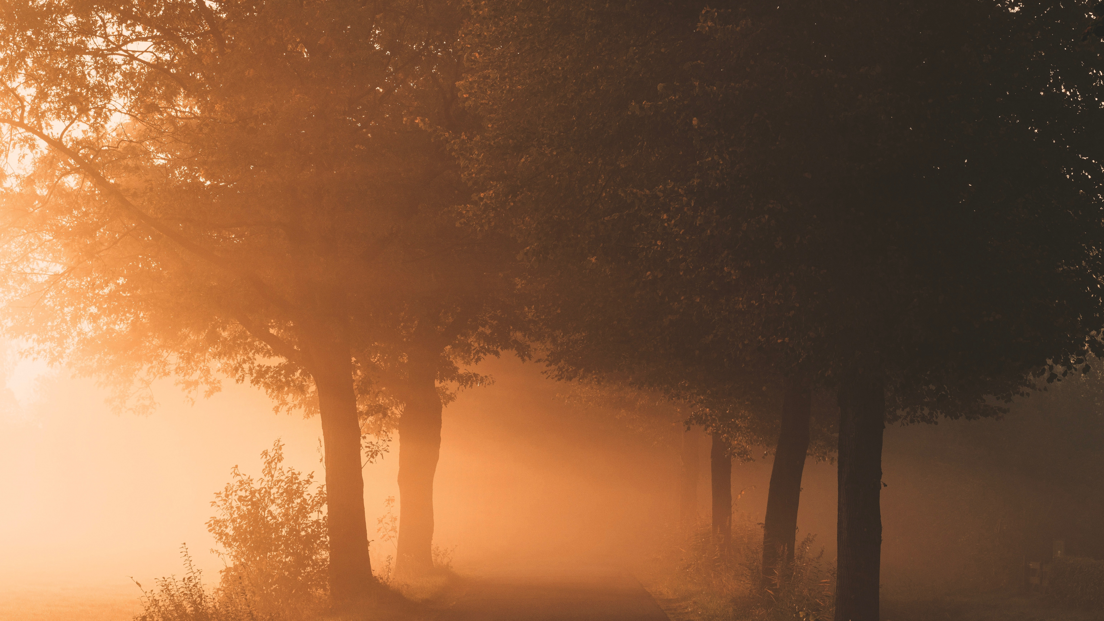 Licht, Natur, Nebel, Naturlandschaft, Baum. Wallpaper in 3840x2160 Resolution